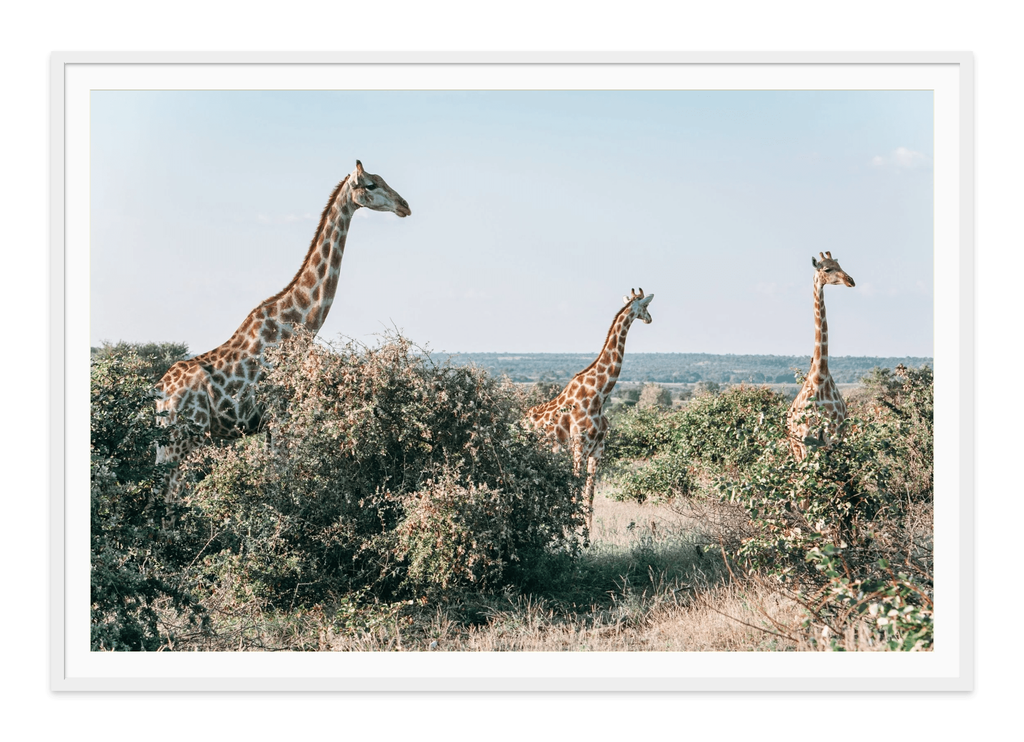 - Jules Frazier Fine Art Photographs