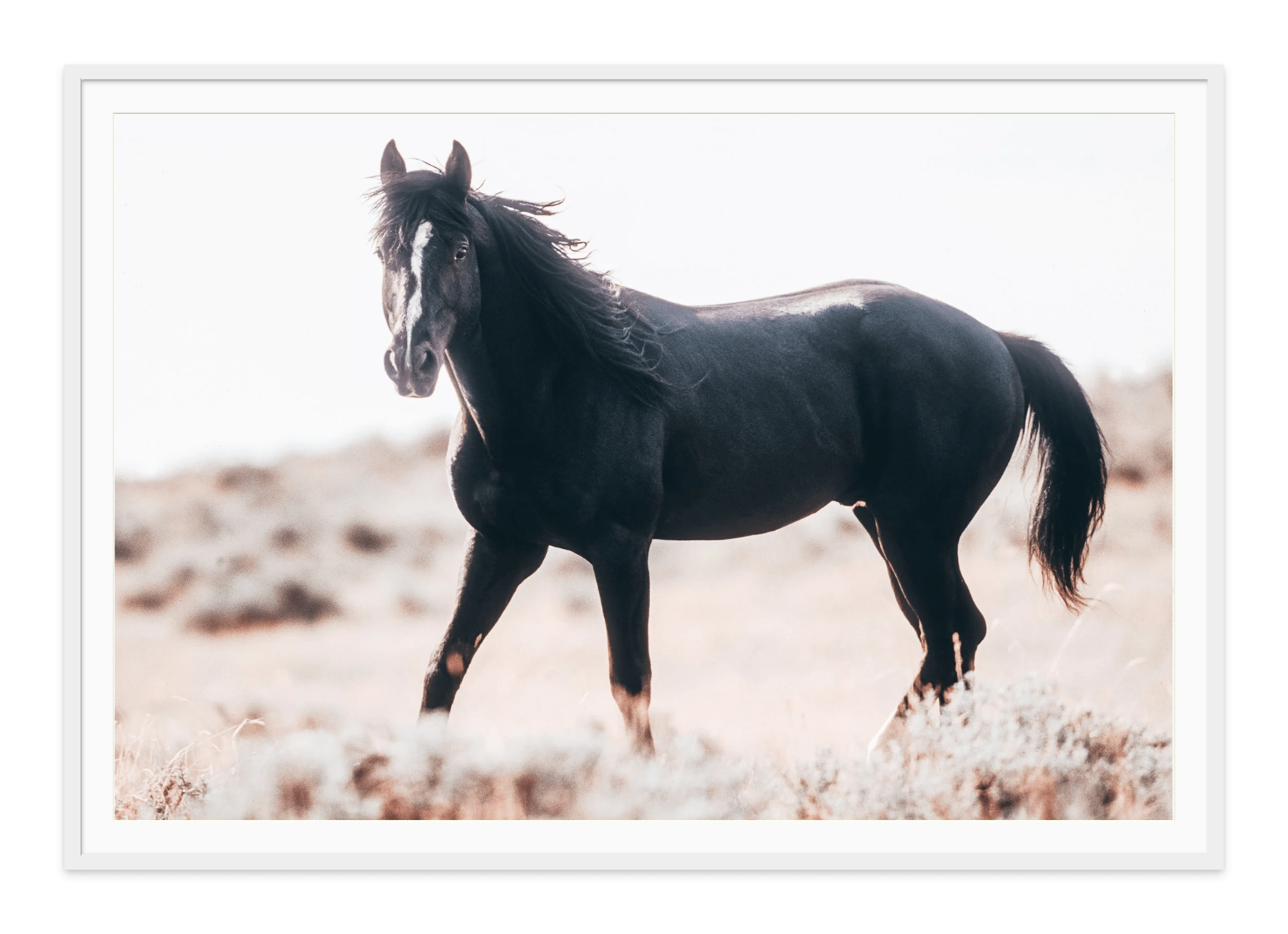 Black Stallion Montana | Fine Art Photographs by Jules Frazier