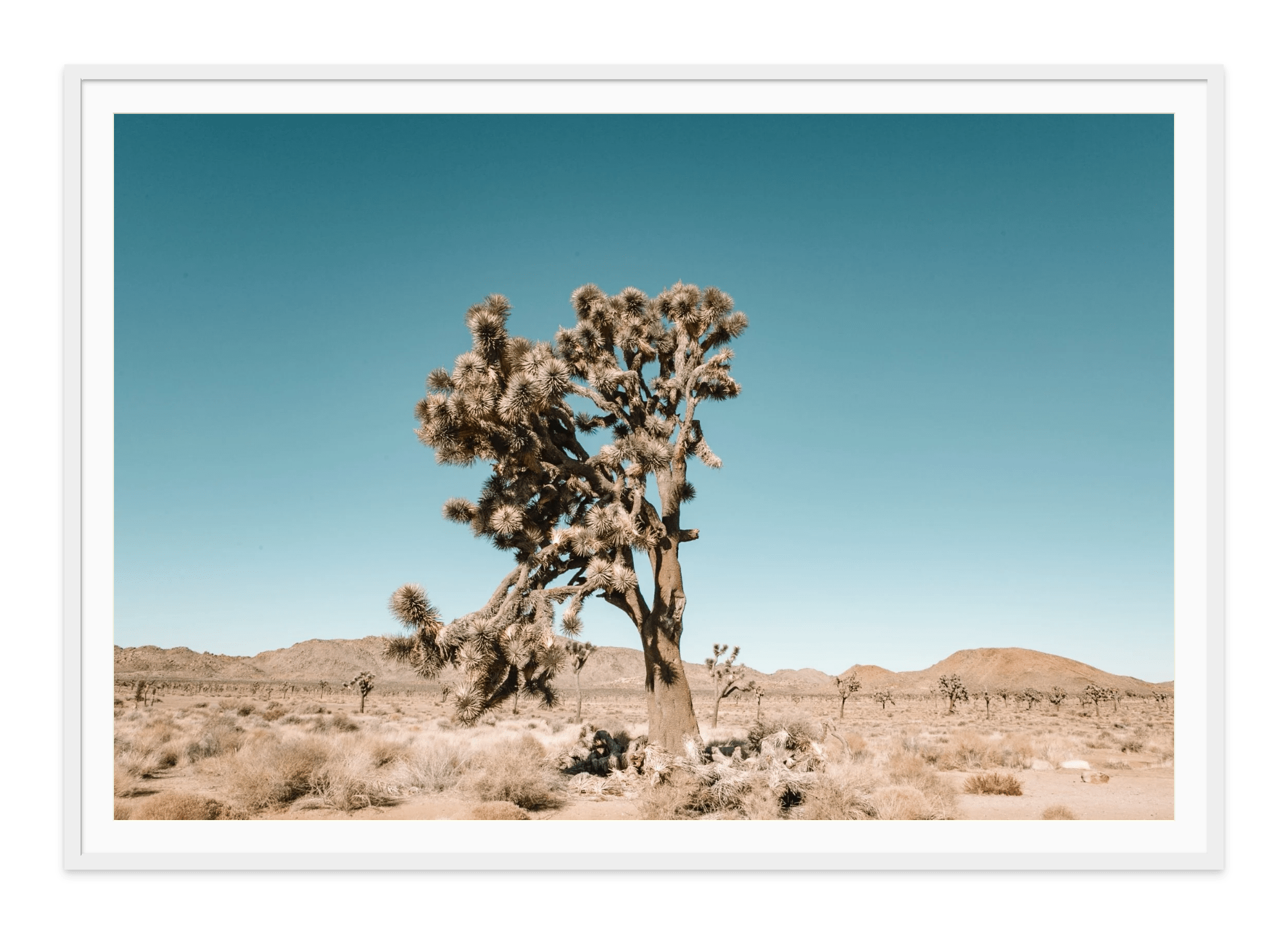 - Jules Frazier Fine Art Photographs