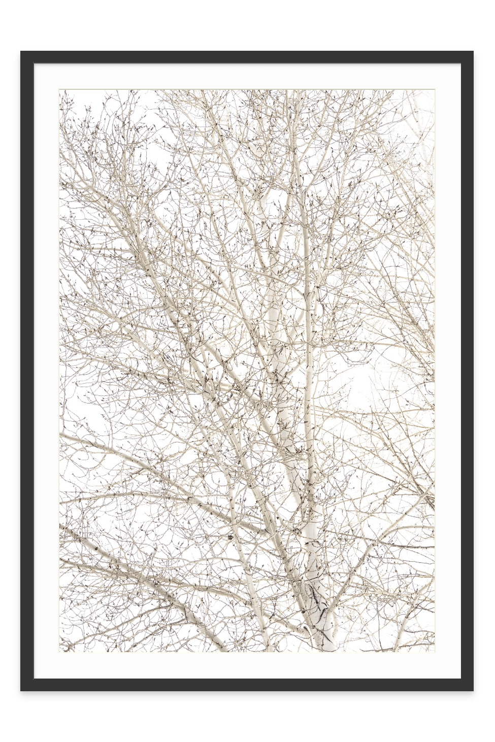 Aspen-black frame- Jules Frazier Fine Art Photographs