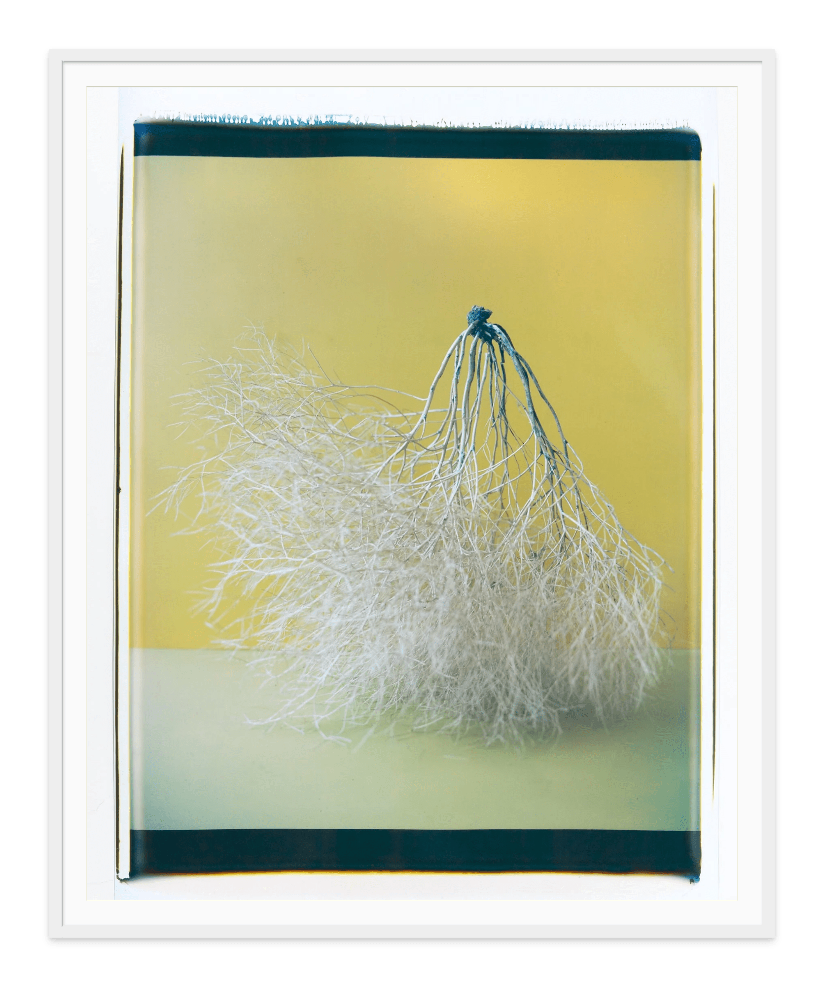 - Jules Frazier Fine Art Photographs