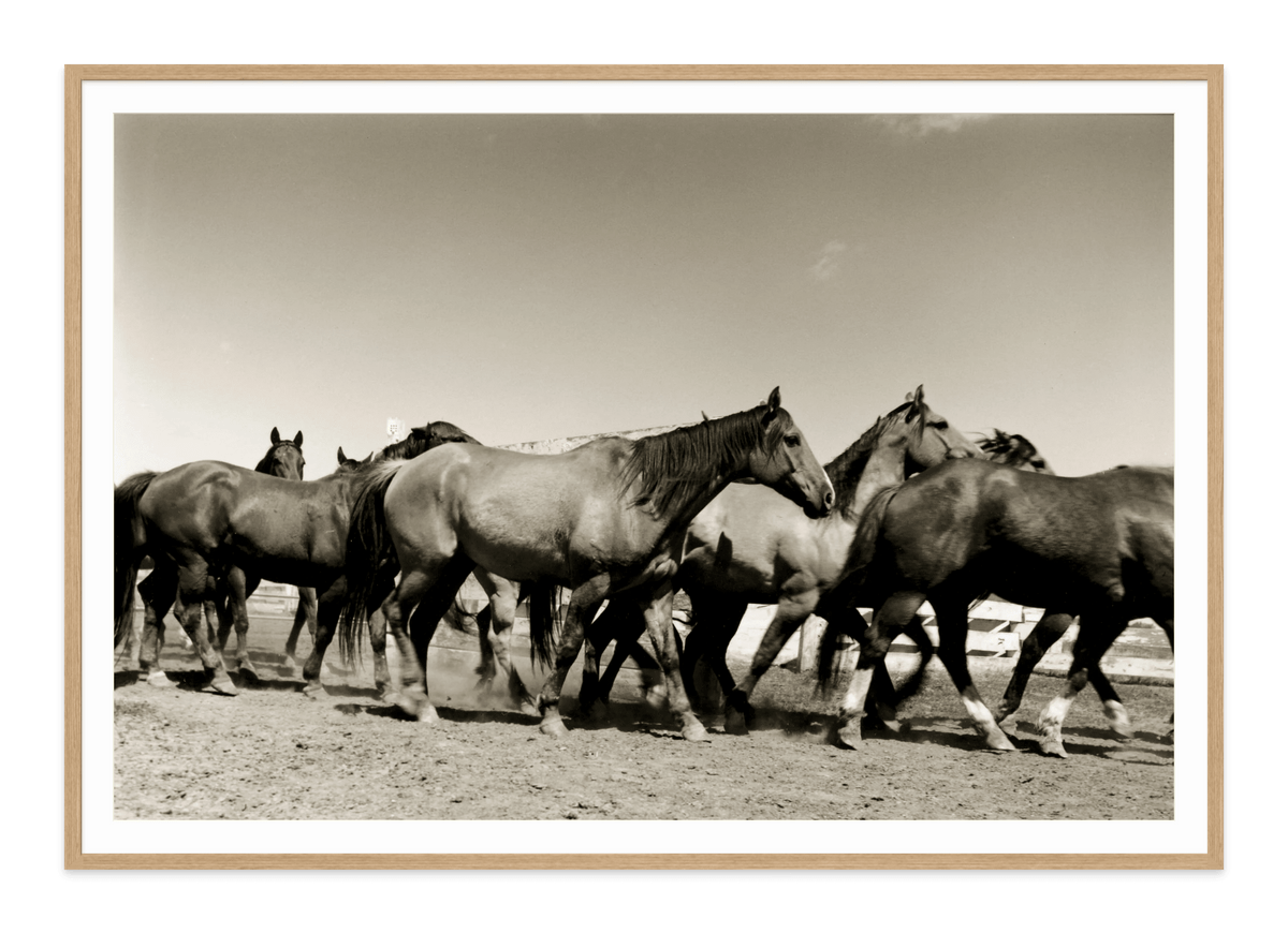 BennyBinionsHerd-natural frame Jules Frazier Fine Art Photographs