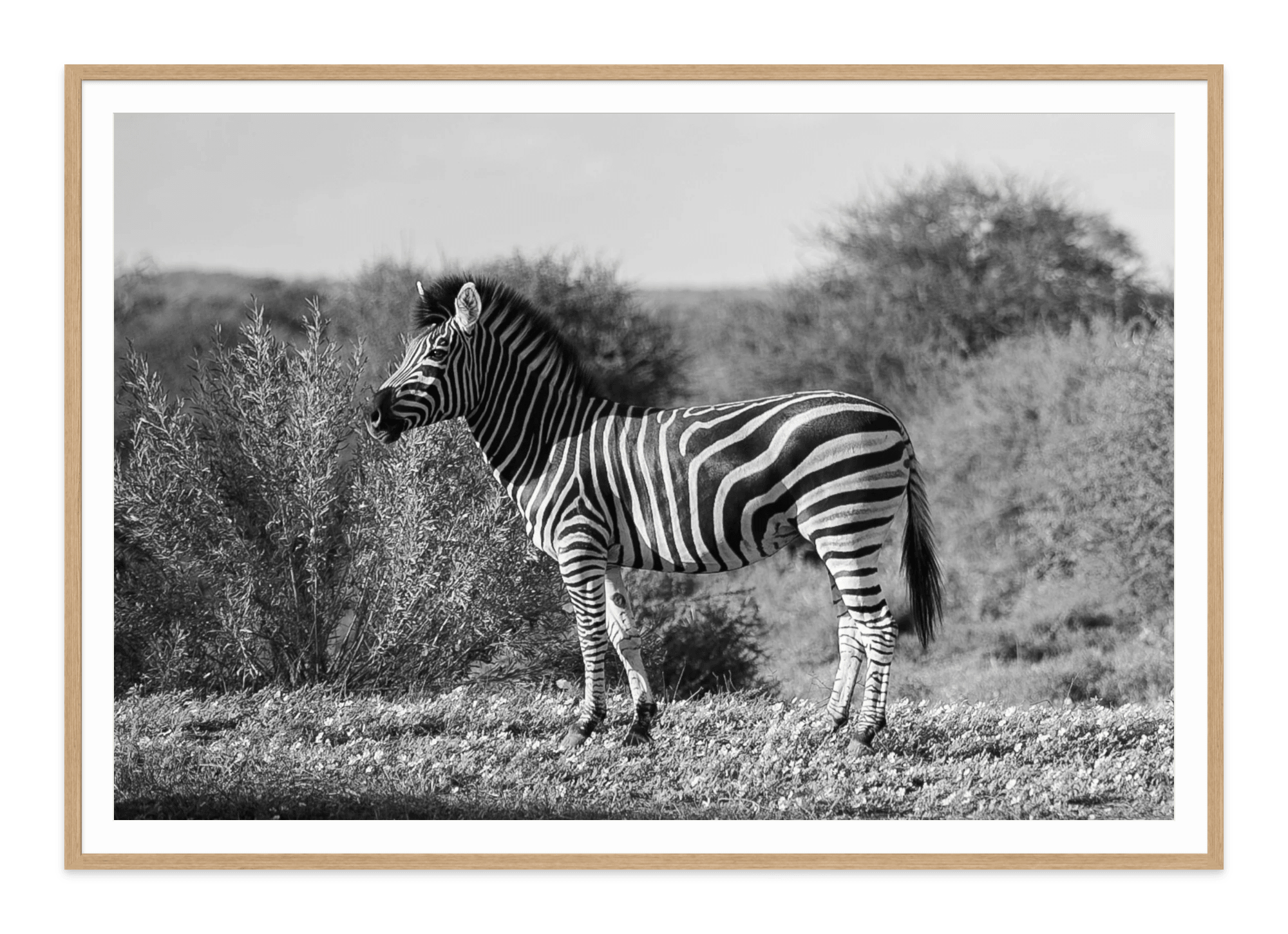 - Jules Frazier Fine Art Photographs
