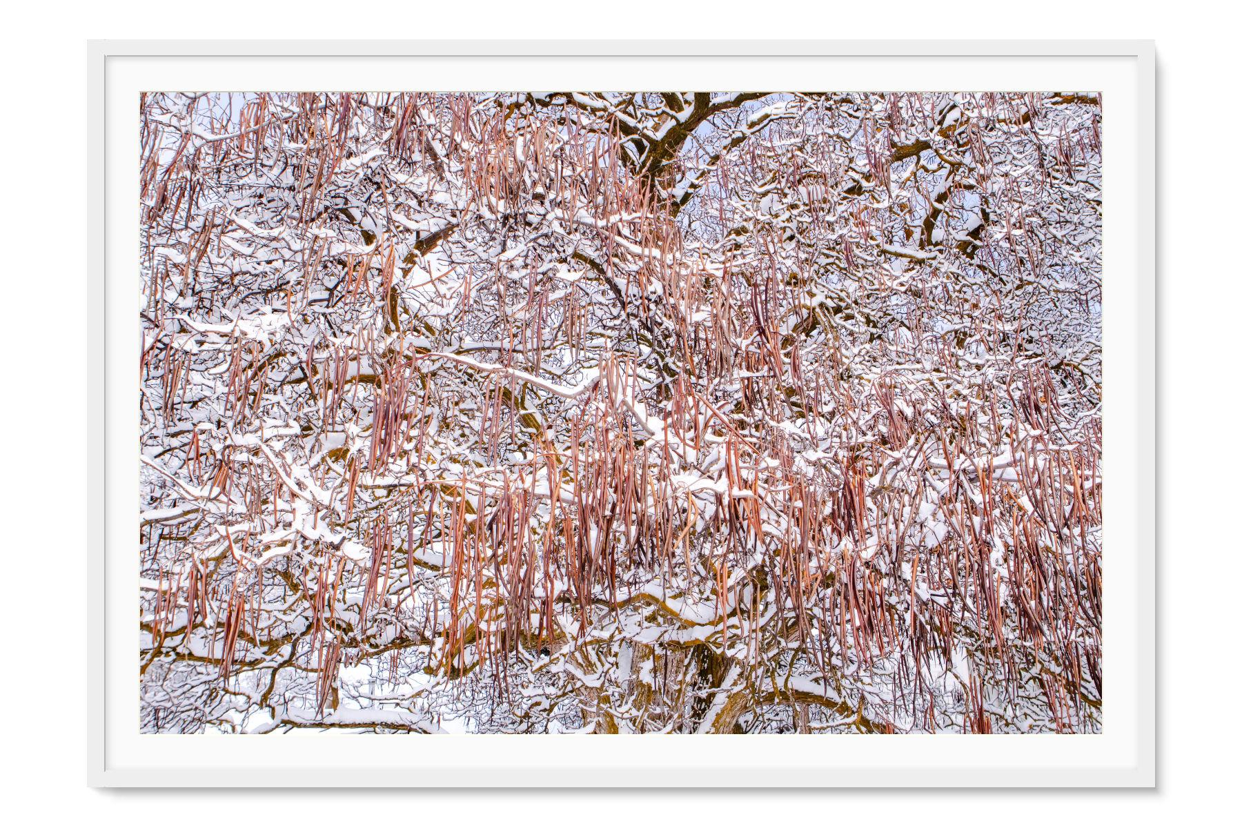White Framed artwork of a winter scene with snow-covered branches on a white background