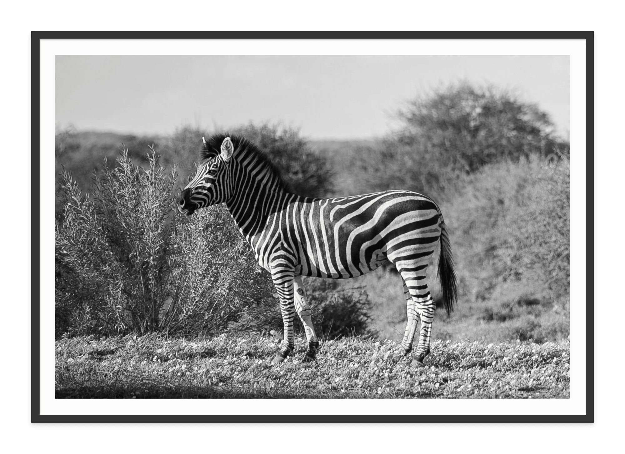 - Jules Frazier Fine Art Photographs