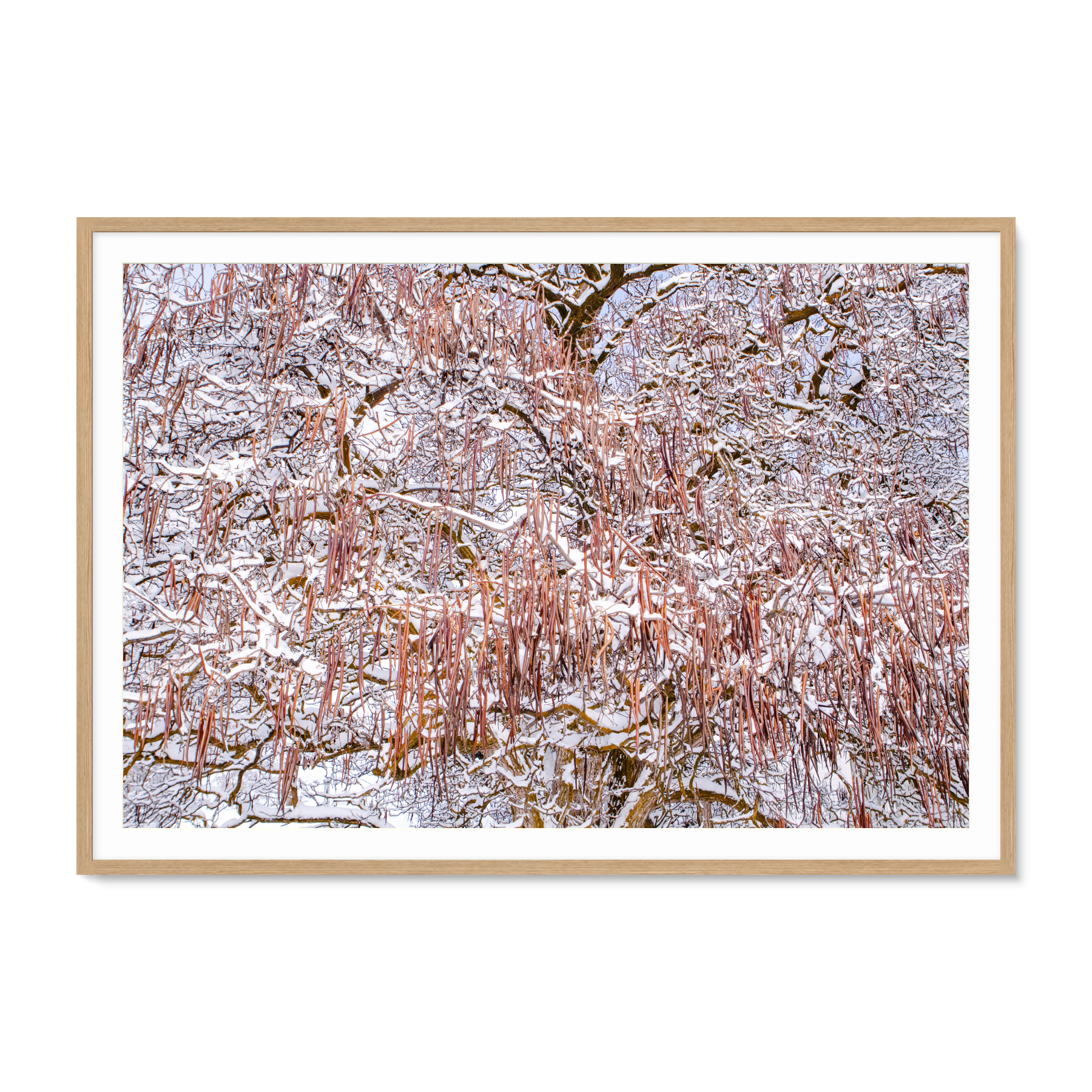 Natural Framed artwork of a winter scene with snow-covered branches on a white background