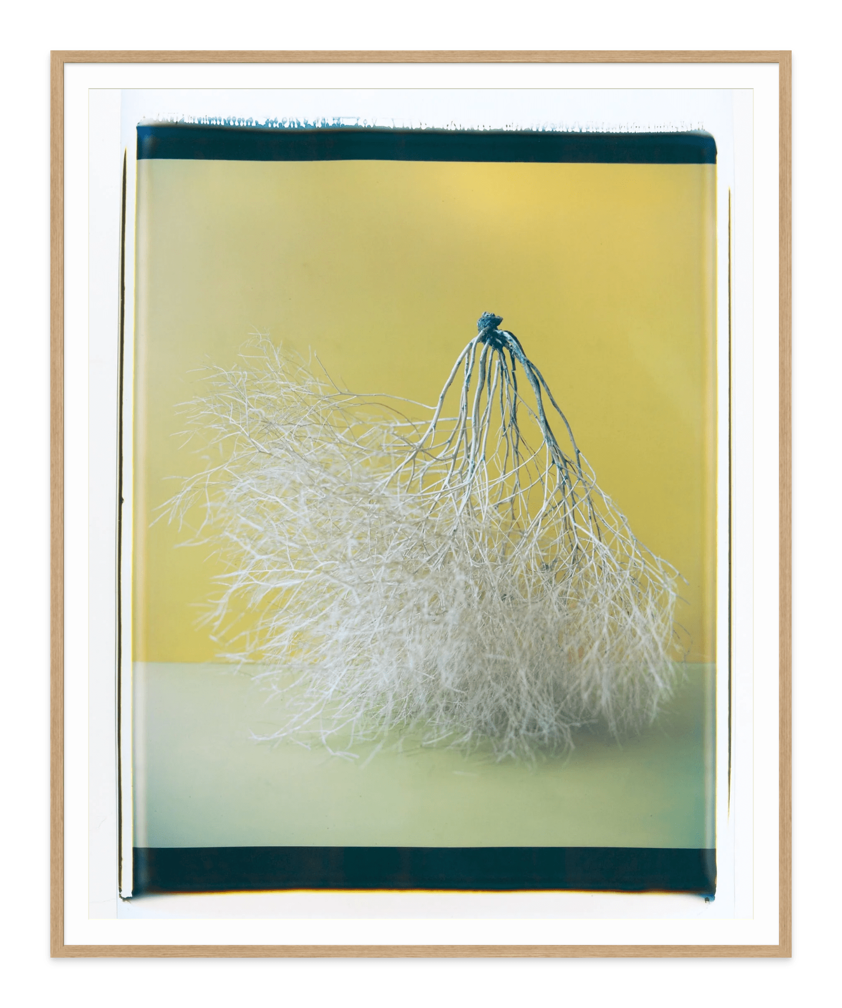 - Jules Frazier Fine Art Photographs