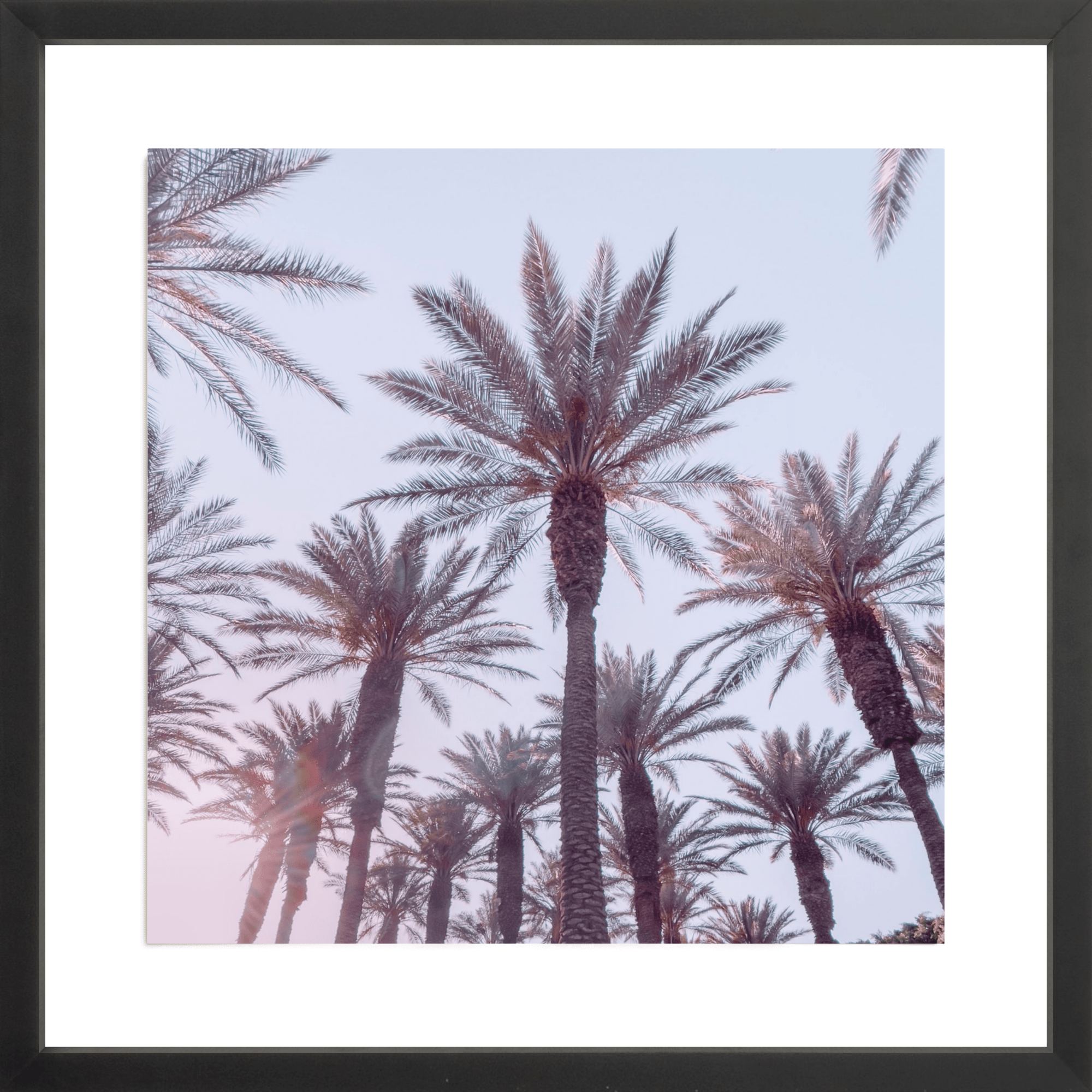 21 Palms, Jules Frazier Fine Art Photograph