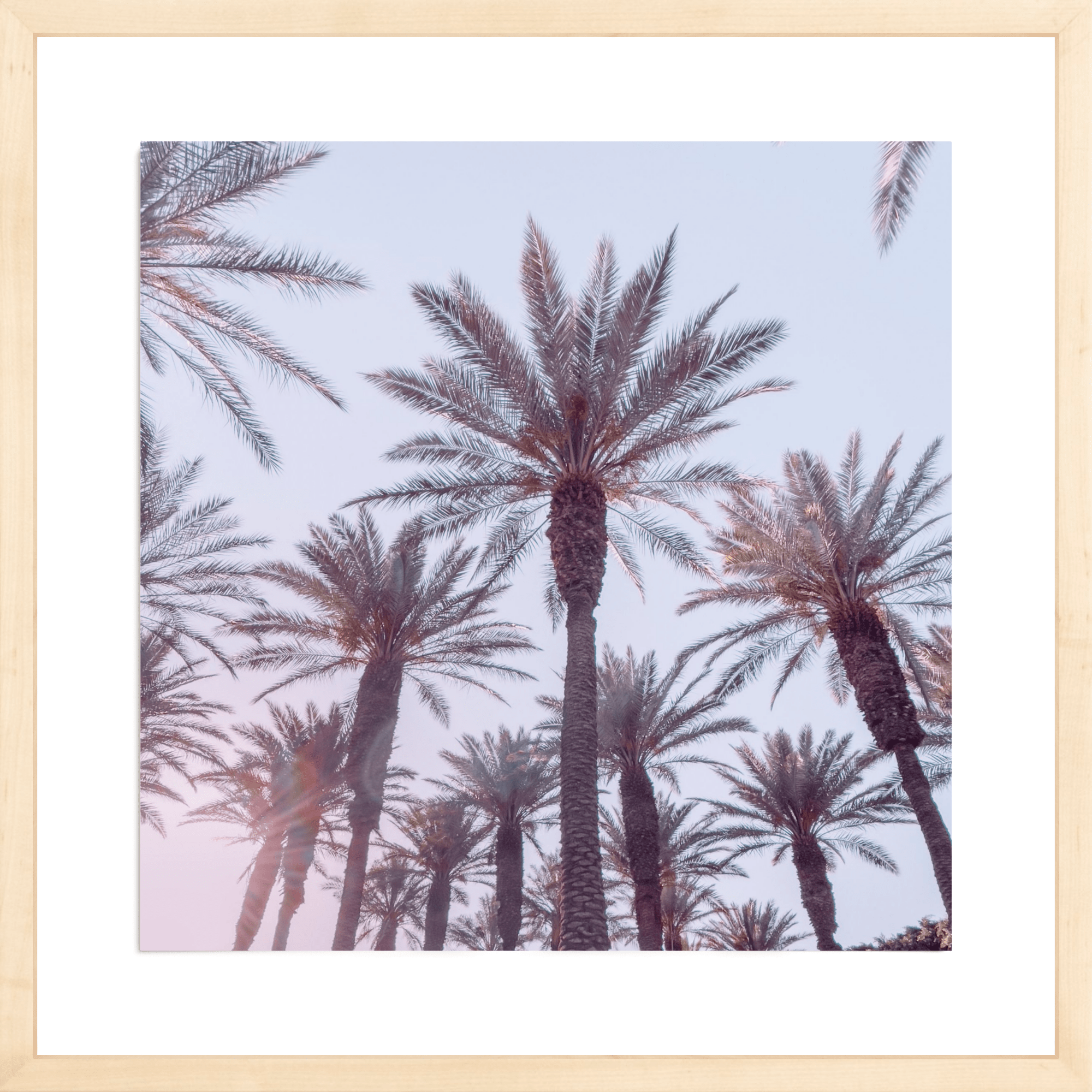 21 Palms, Jules Frazier Fine Art Photograph