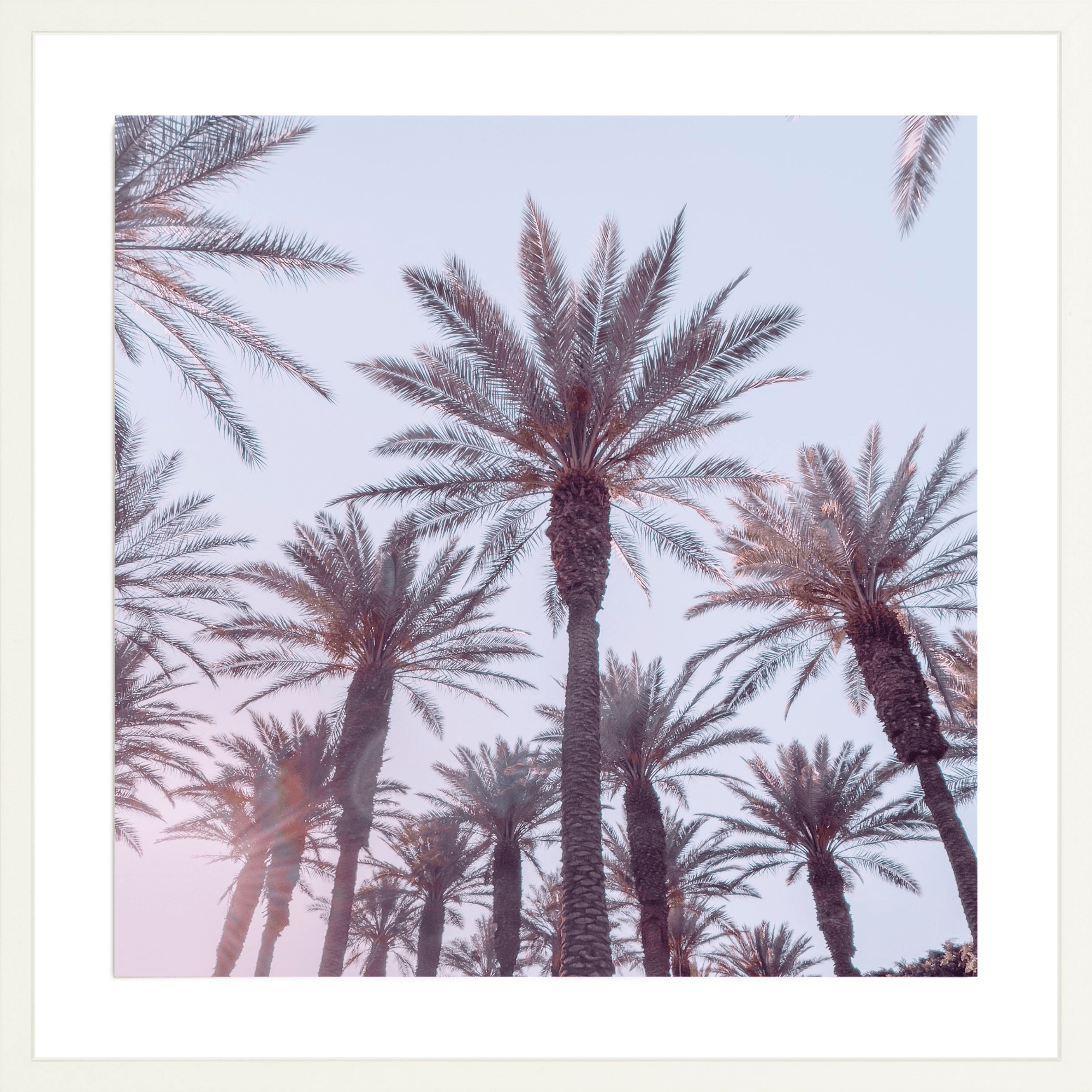 21 Palms, Jules Frazier Fine Art Photograph