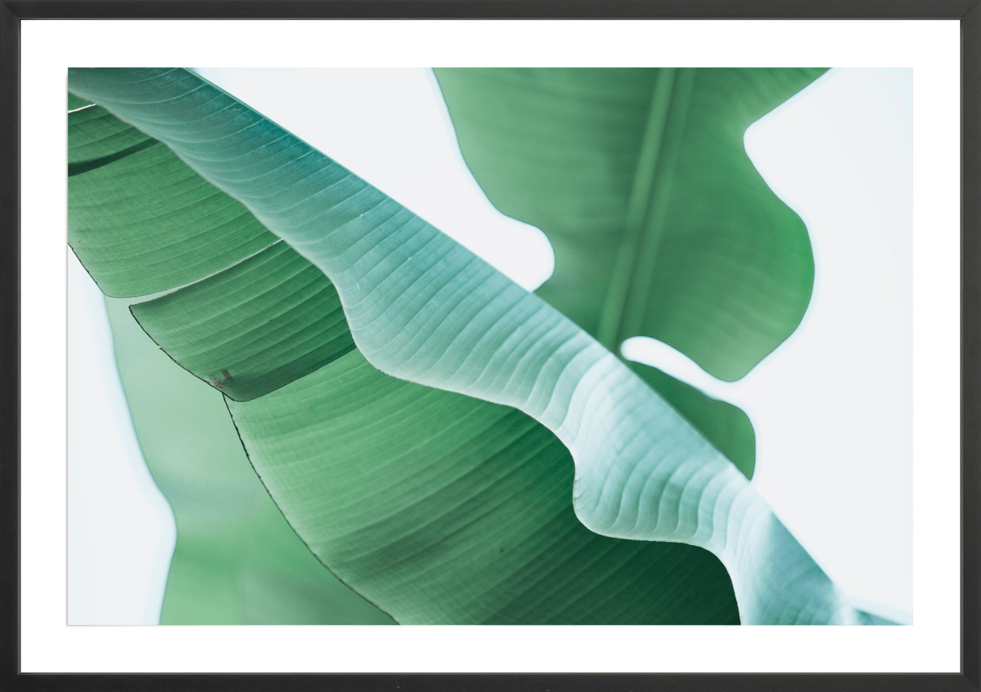 Banana Plant, Jules Frazier Fine Art Photograph