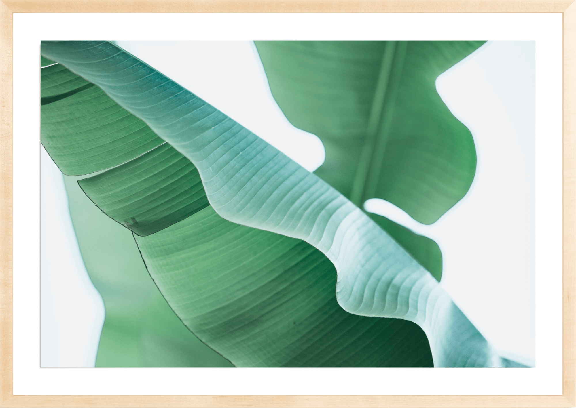 Banana Plant, Jules Frazier Fine Art Photograph
