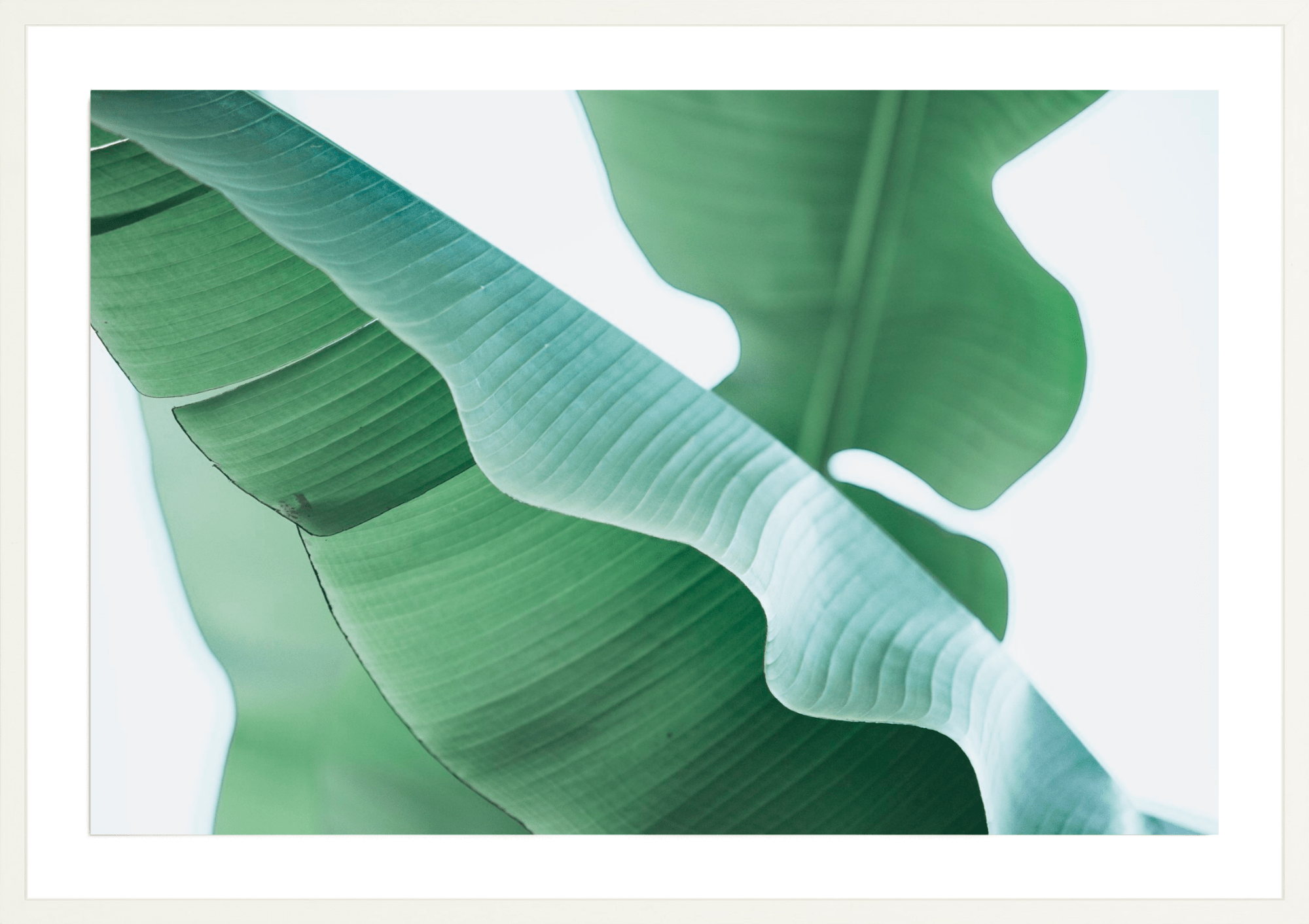 Banana Plant, Jules Frazier Fine Art Photograph