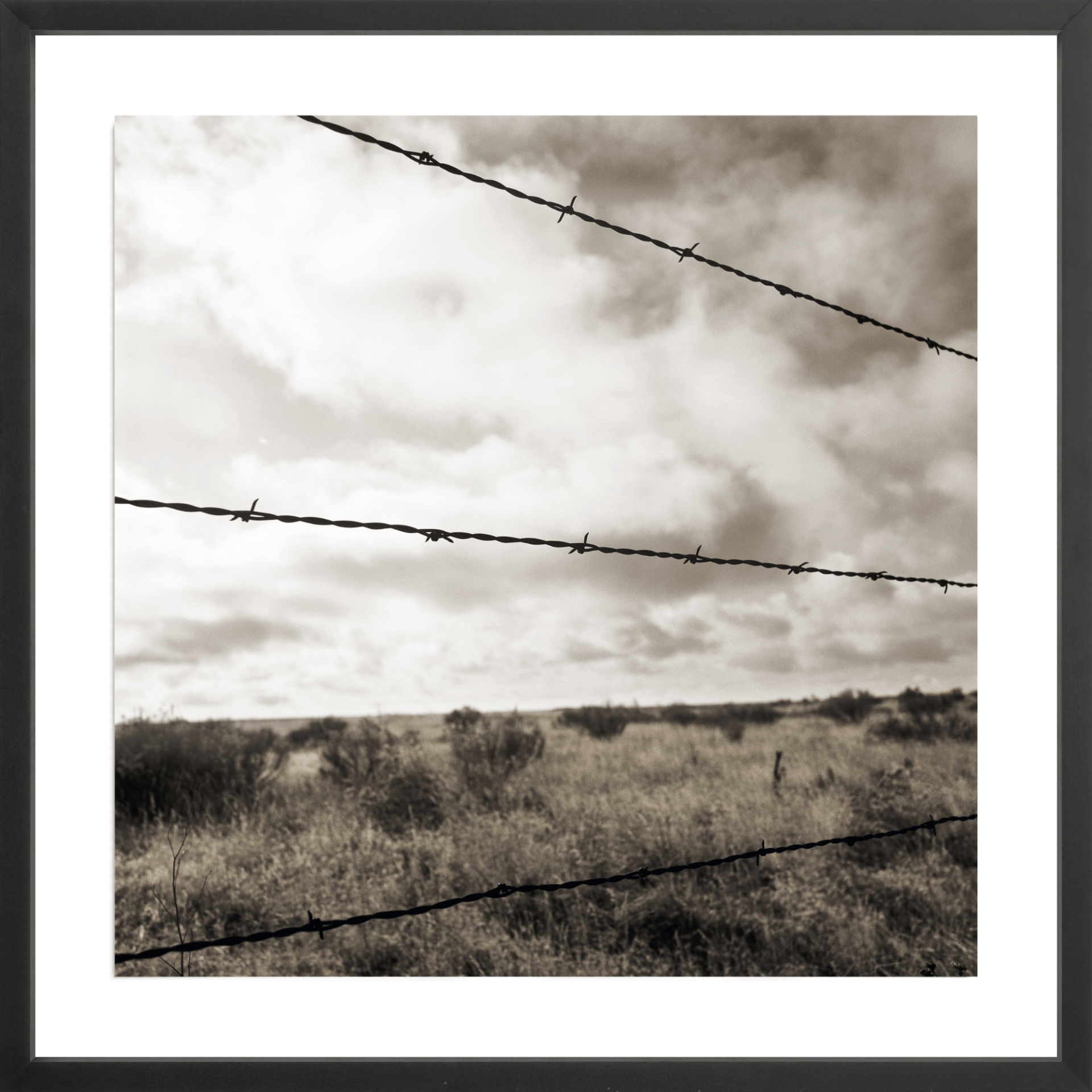 Barb Wire, Jules Frazier Fine Art Photograph