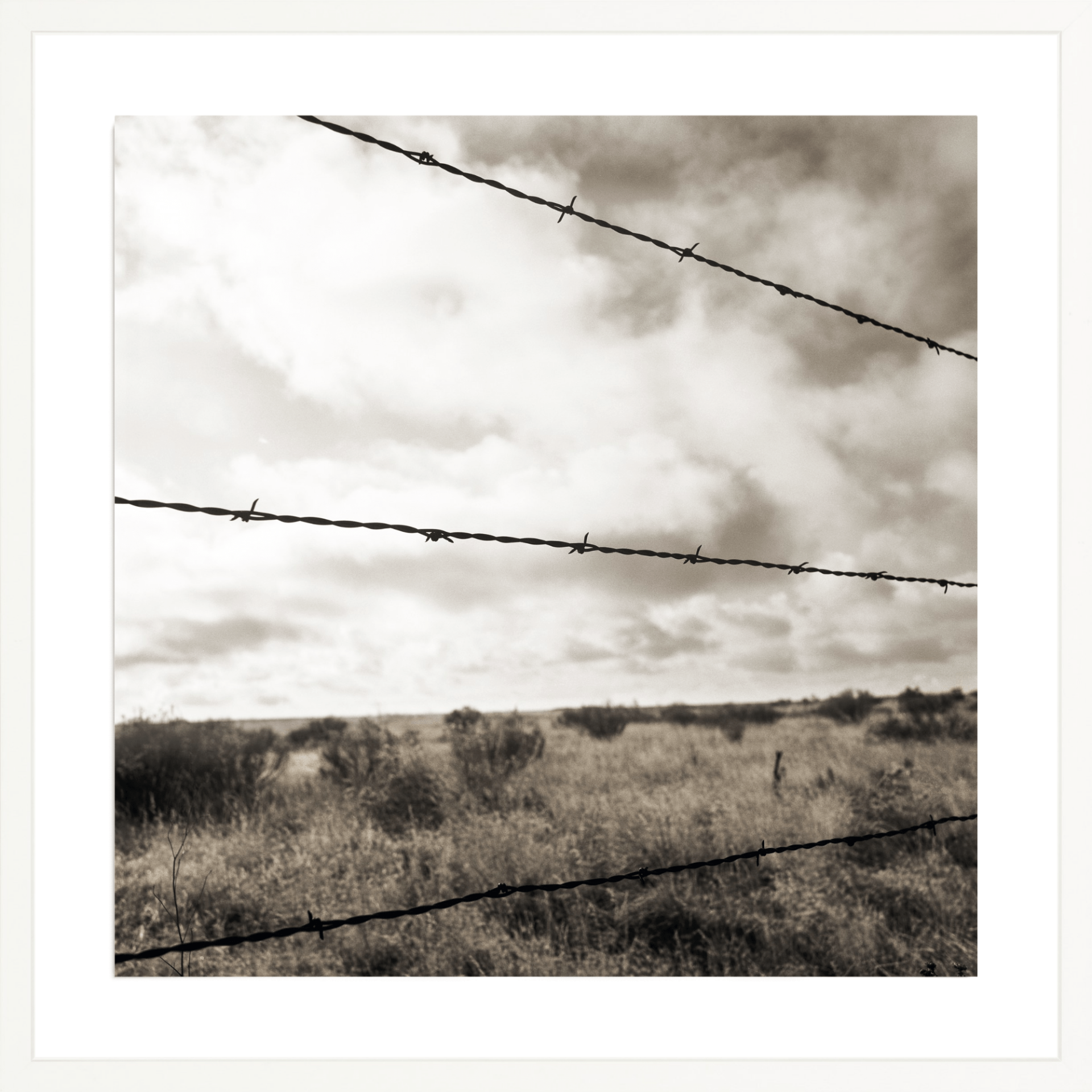 Barb Wire, Jules Frazier Fine Art Photograph