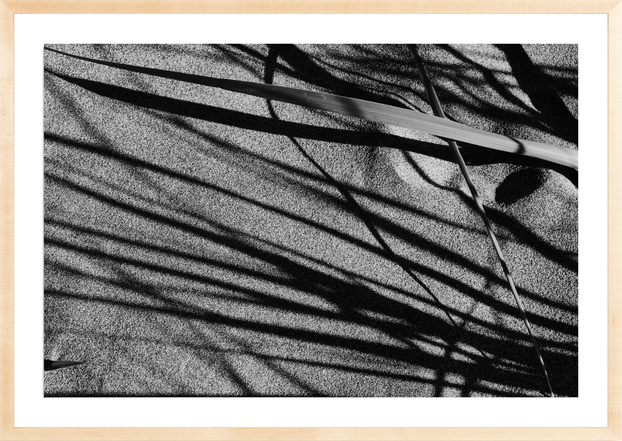 Beach grass 1, Jules Frazier Fine Art Photograph