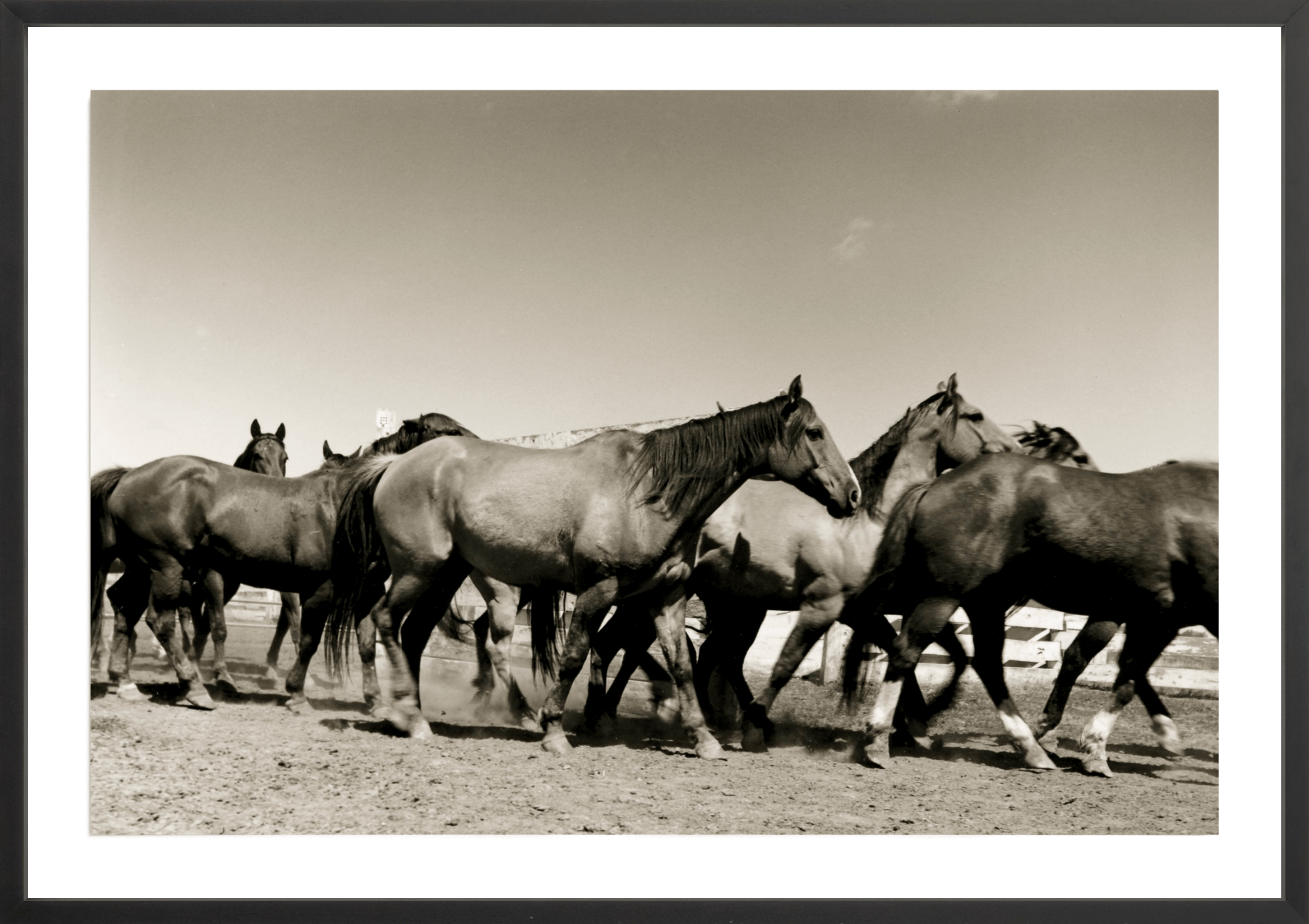 Binion's Herd, Jules Frazier Fine Art Photograph
