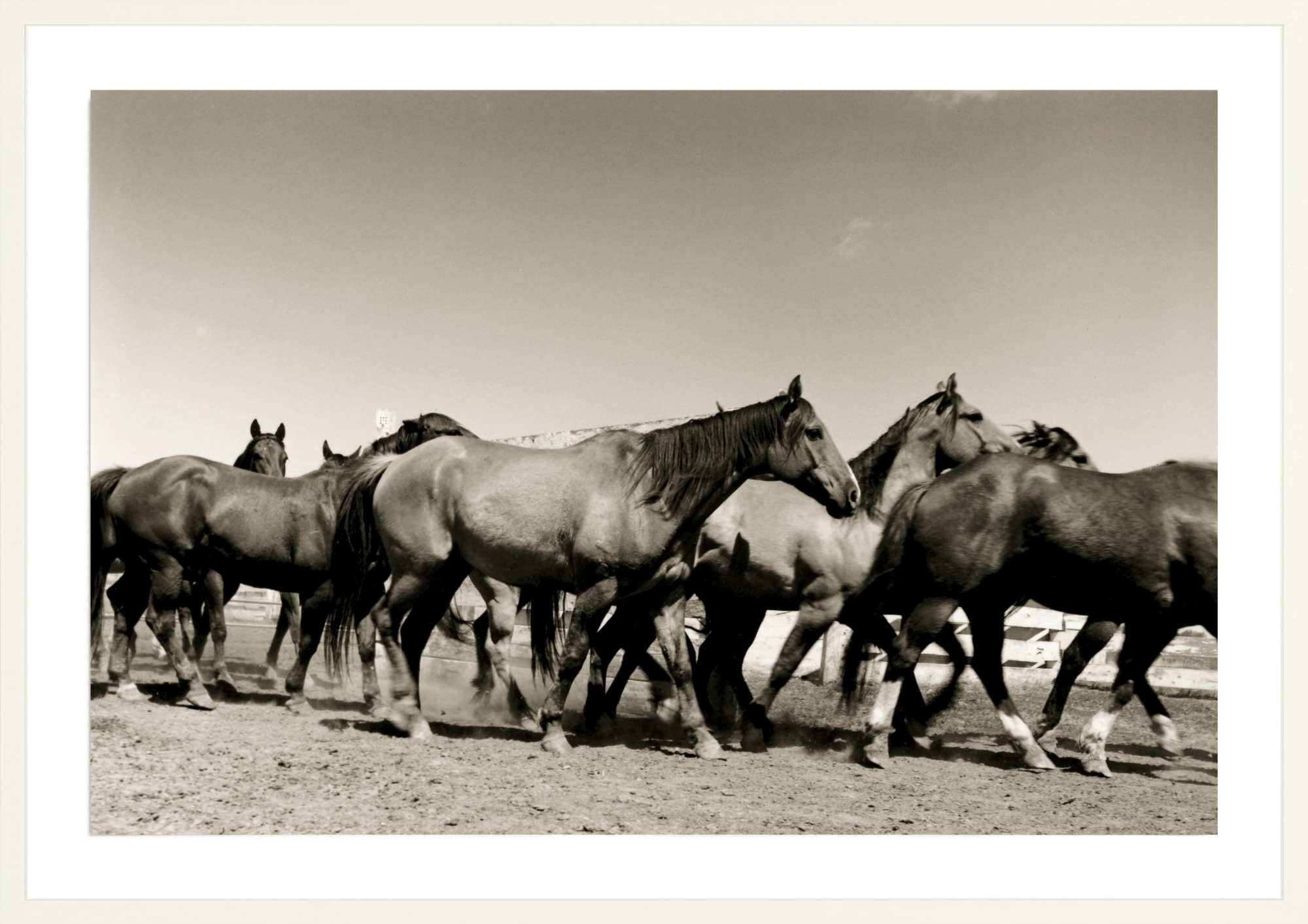 Binion's Herd, Jules Frazier Fine Art Photograph