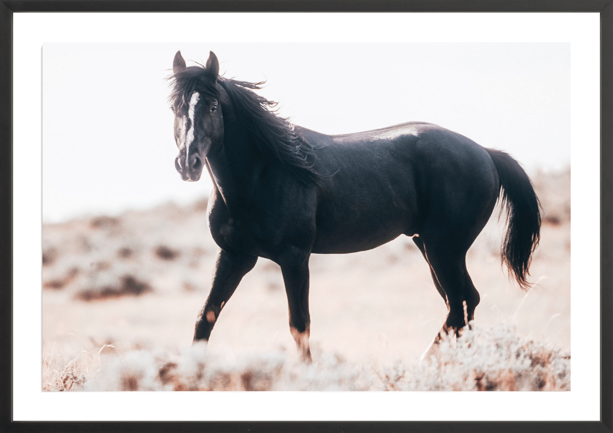 Black Stallion, Jules Frazier Fine Art Photograph