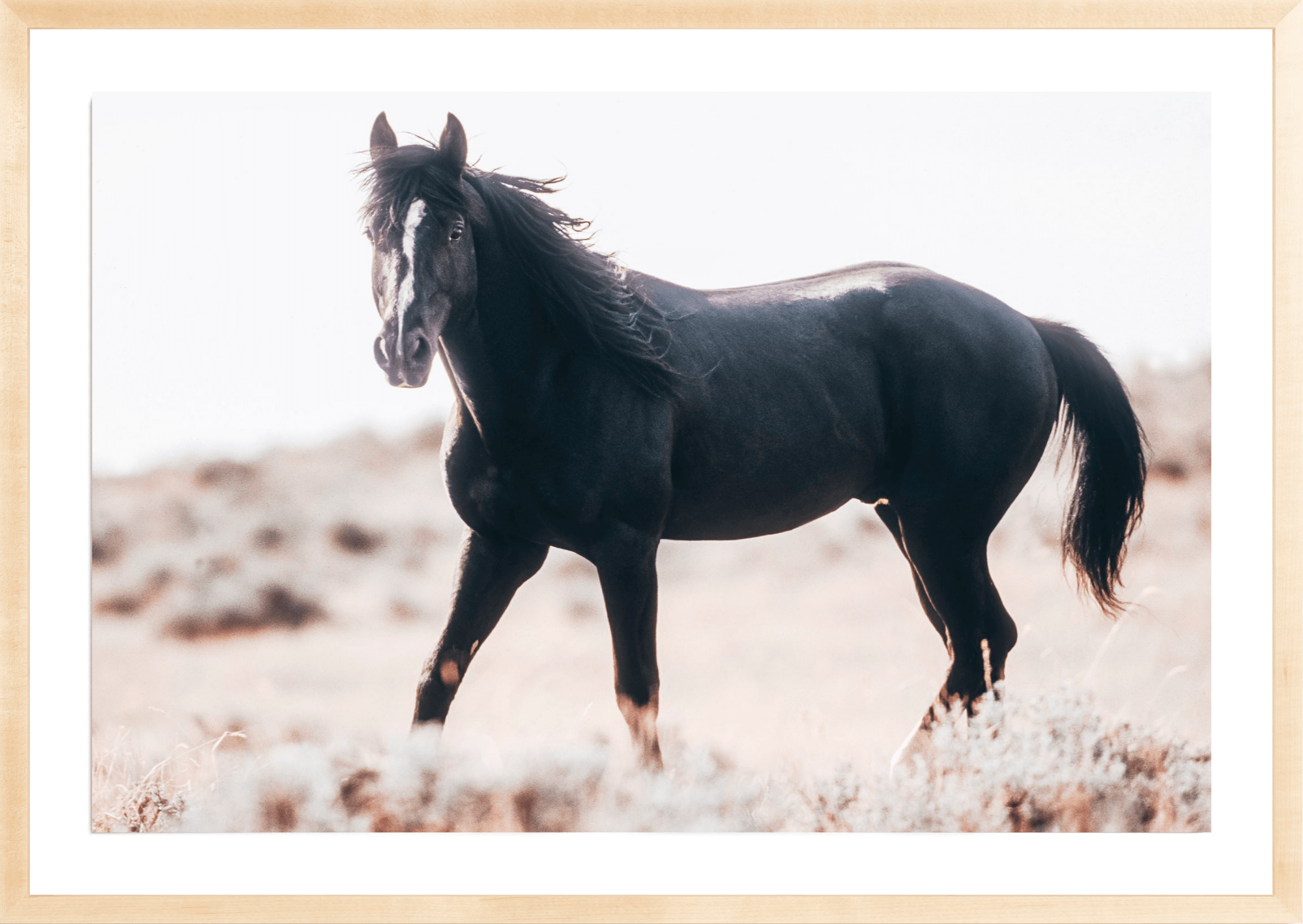 Black Stallion, Jules Frazier Fine Art Photograph