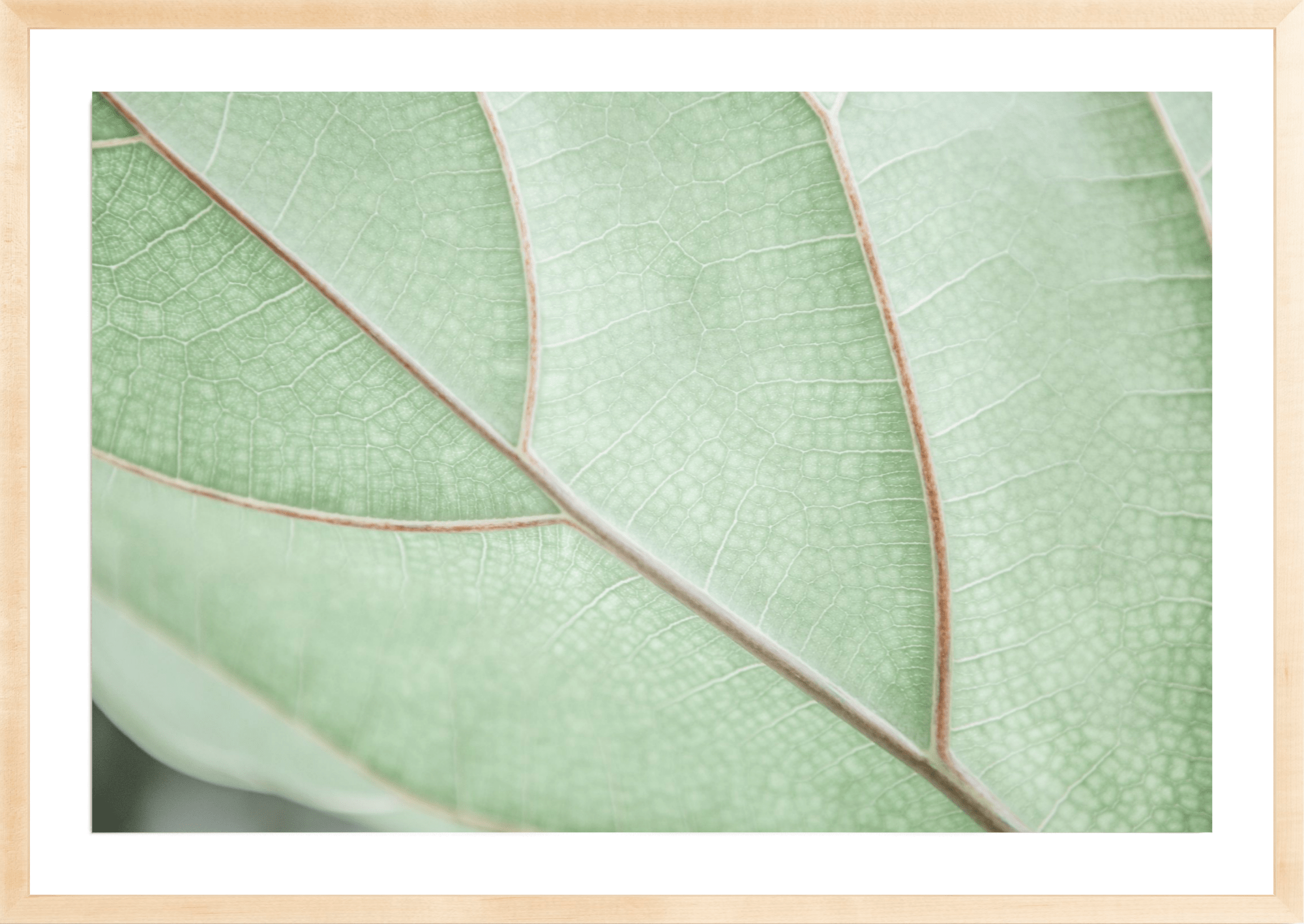 Botanical Abstract No.2, Jules Frazier Fine Art Photograph