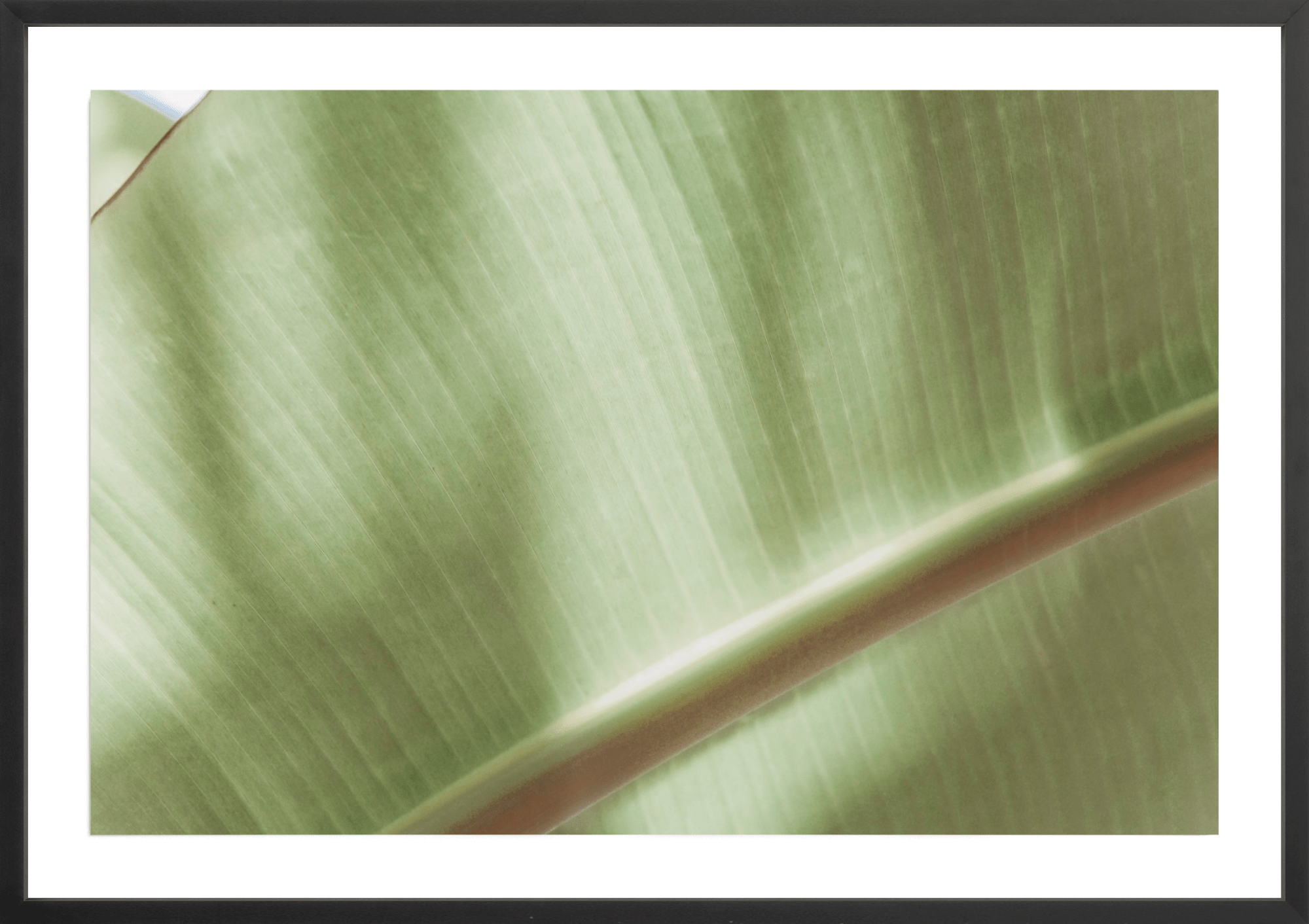 Botanical Abstract No.4, Jules Frazier Fine Art Photograph