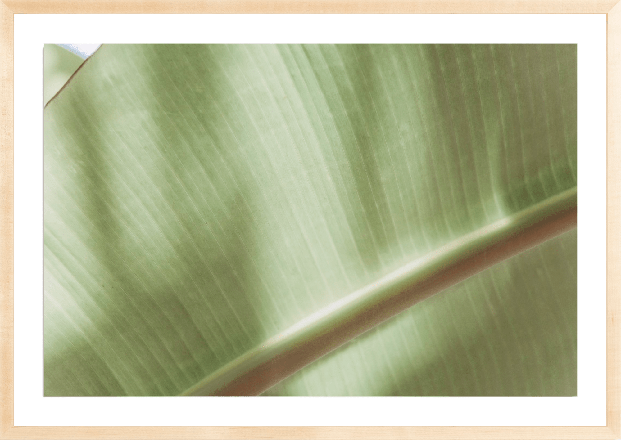 Botanical Abstract No.4, Jules Frazier Fine Art Photograph