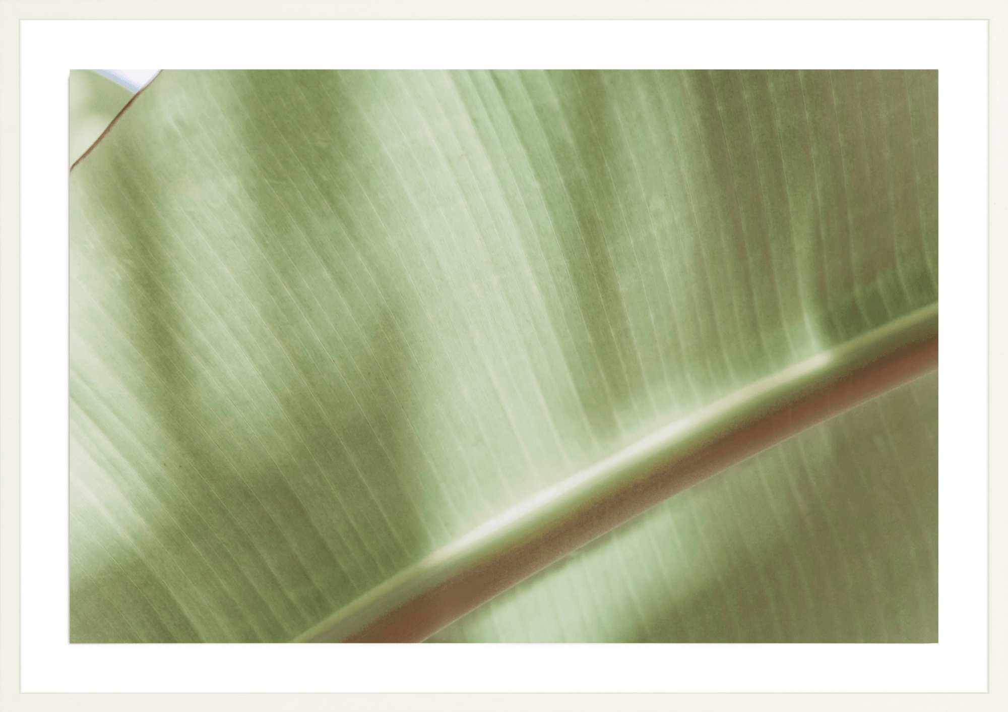 Botanical Abstract No.4, Jules Frazier Fine Art Photograph