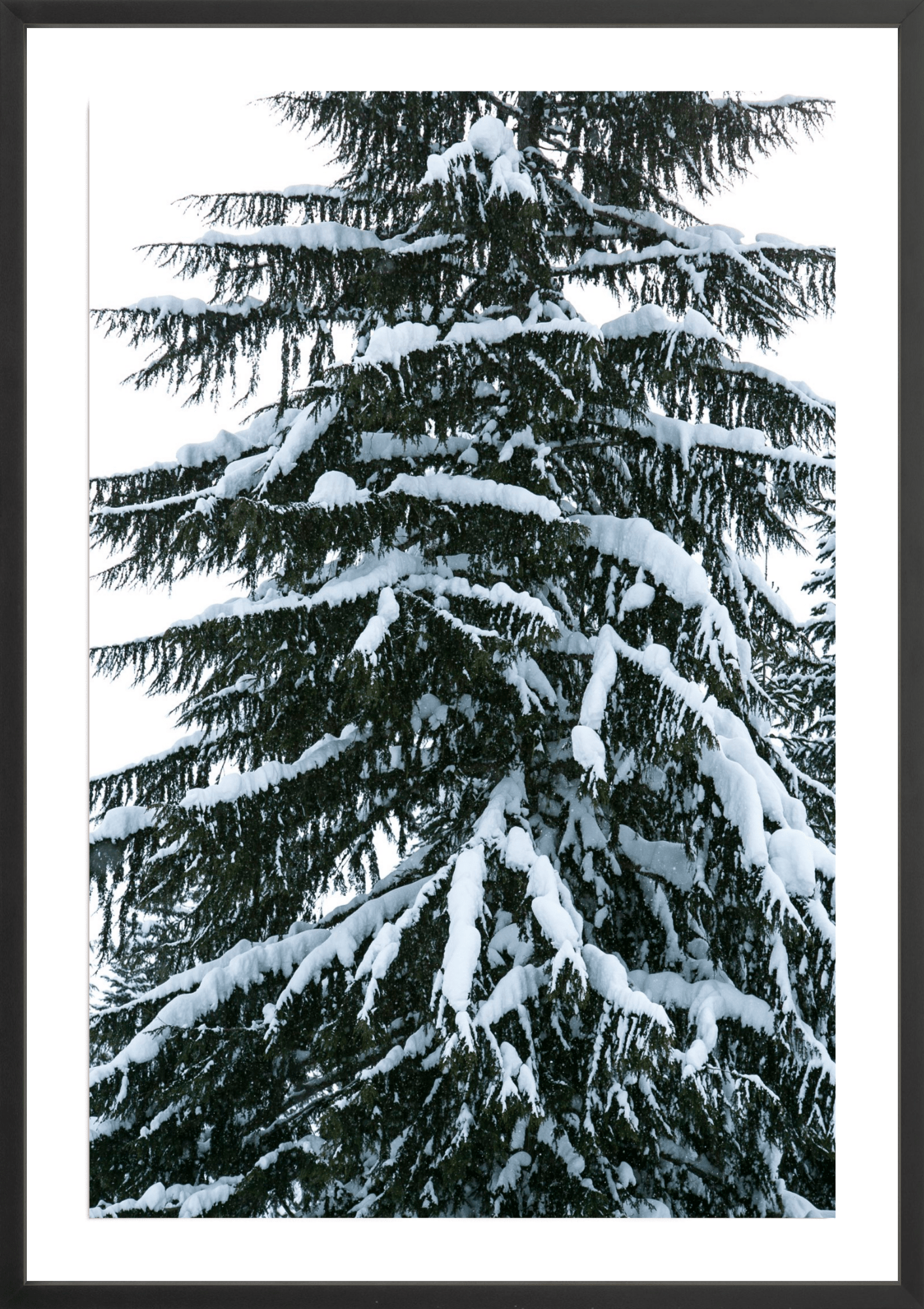 Cascade Snowy Tree, Jules Frazier Fine Art Photograph