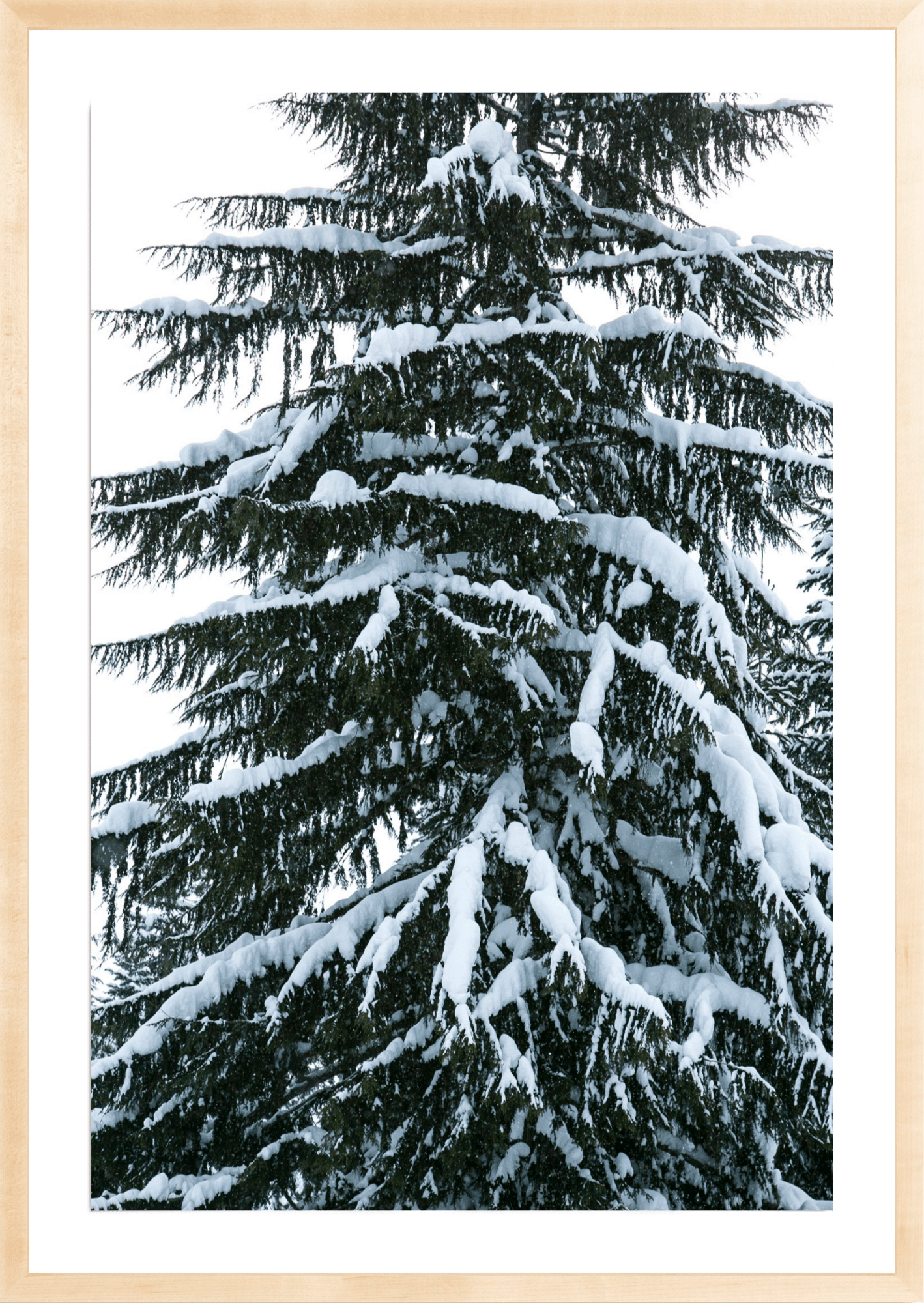 Cascade Snowy Tree, Jules Frazier Fine Art Photograph