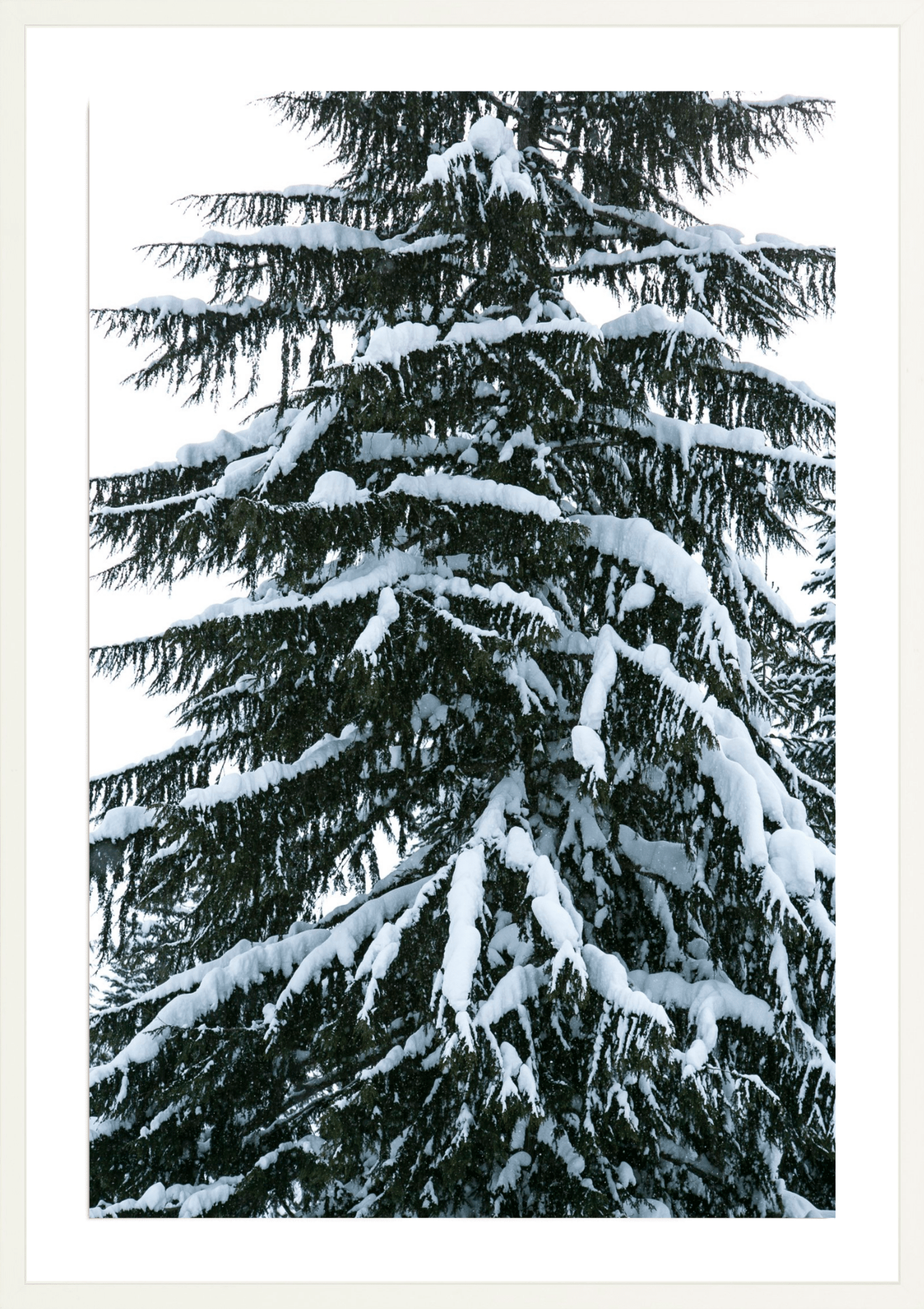 Cascade Snowy Tree, Jules Frazier Fine Art Photograph