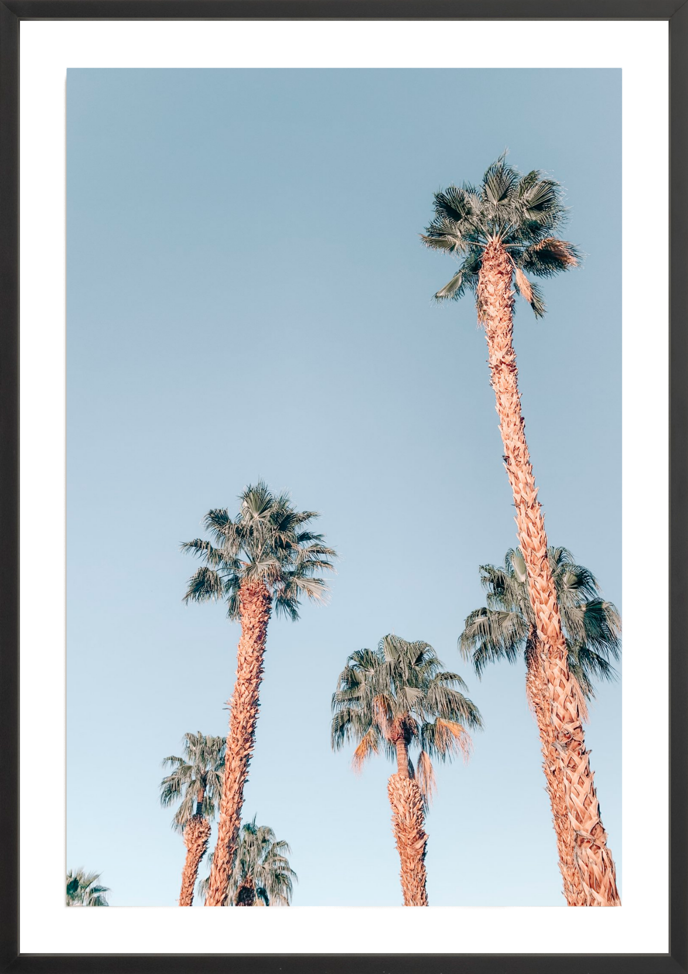 Desert Palms