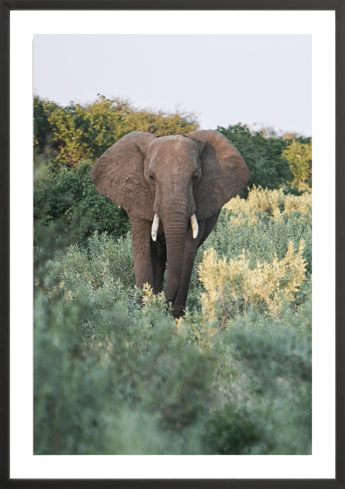Elephant Stroll, Jules Frazier Fine Art Photograph