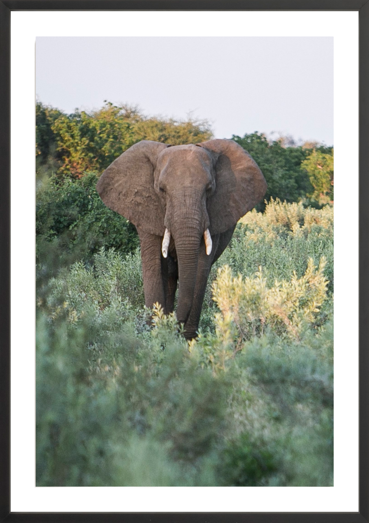 Elephant Stroll