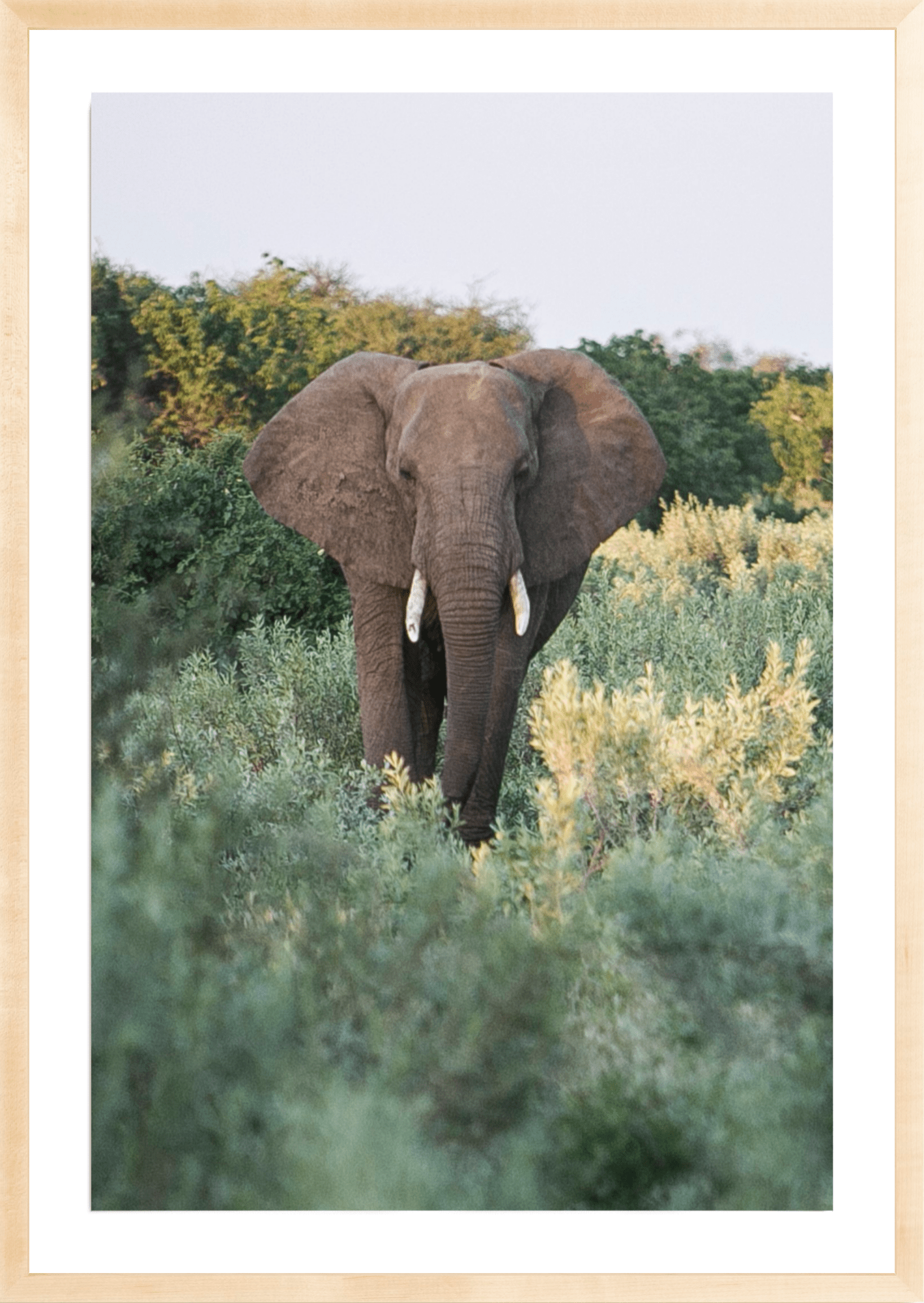 Elephant Stroll, Jules Frazier Fine Art Photograph