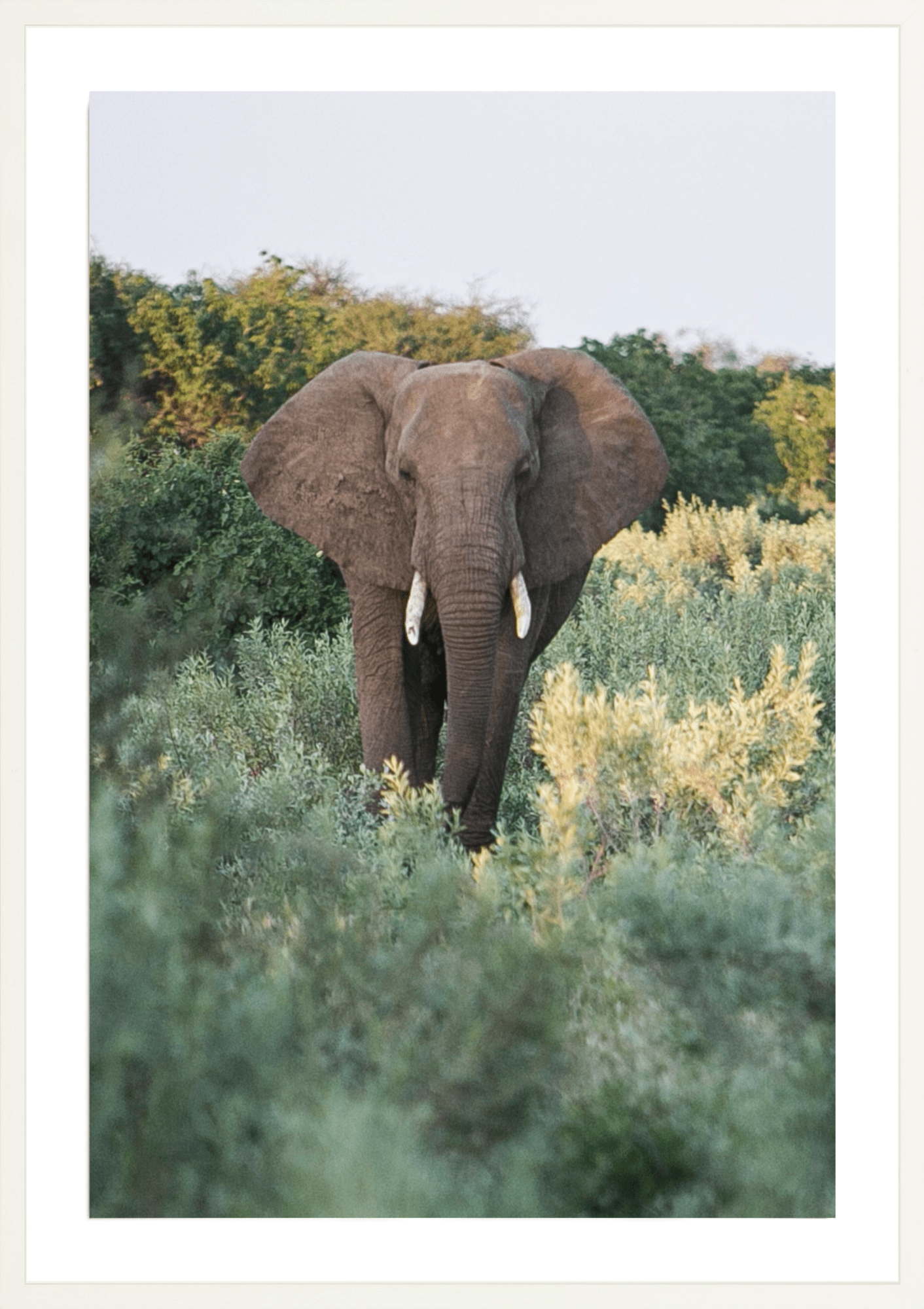 Elephant Stroll, Jules Frazier Fine Art Photograph