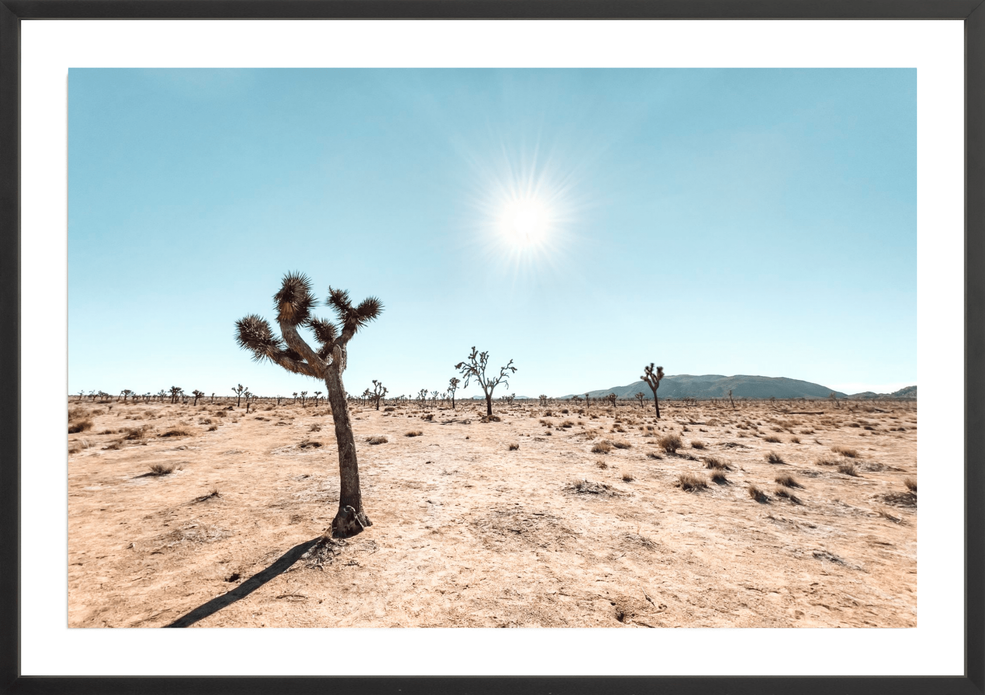 Follow The Sun, Jules Frazier Fine Art Photograph