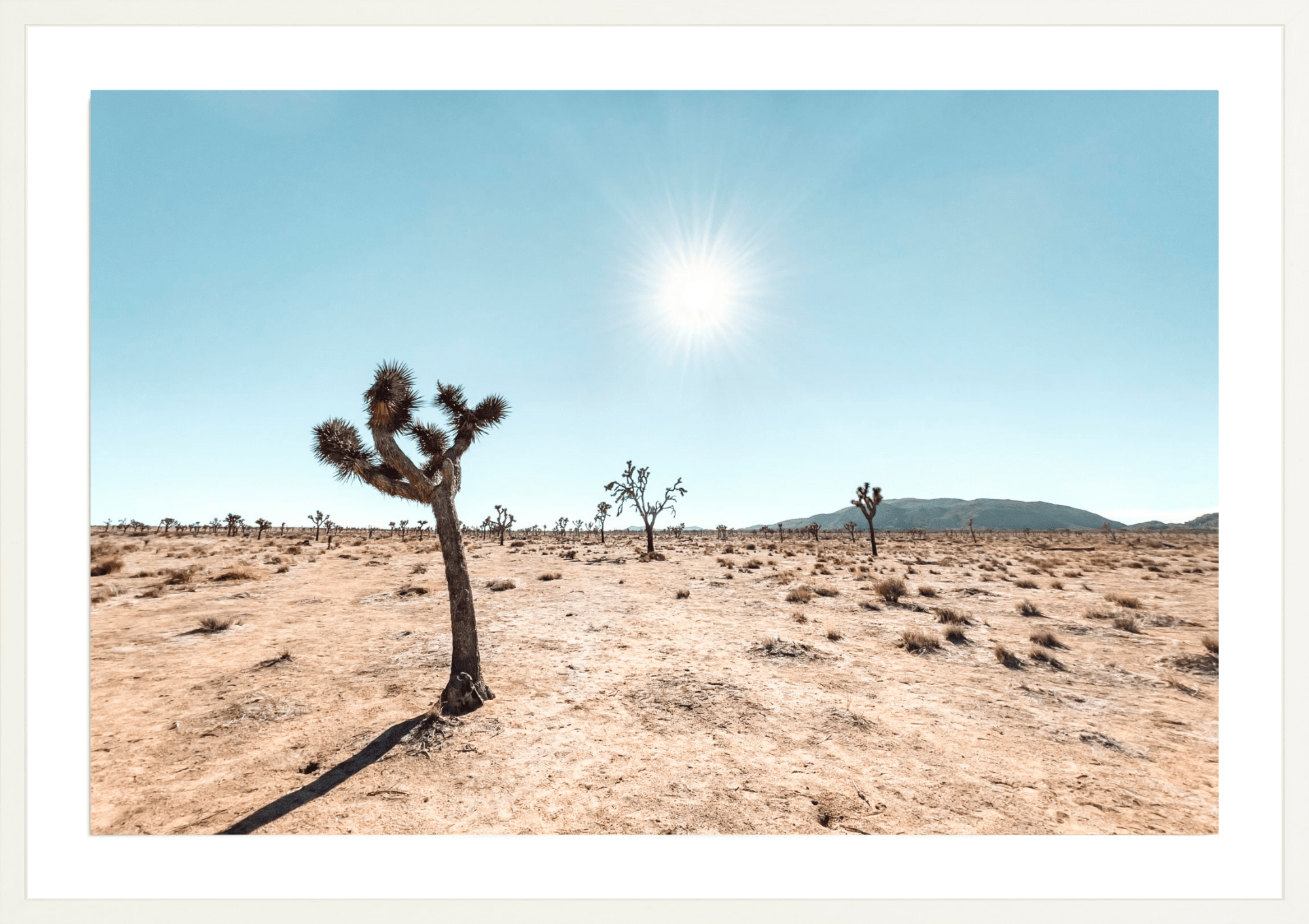 Follow The Sun, Jules Frazier Fine Art Photograph