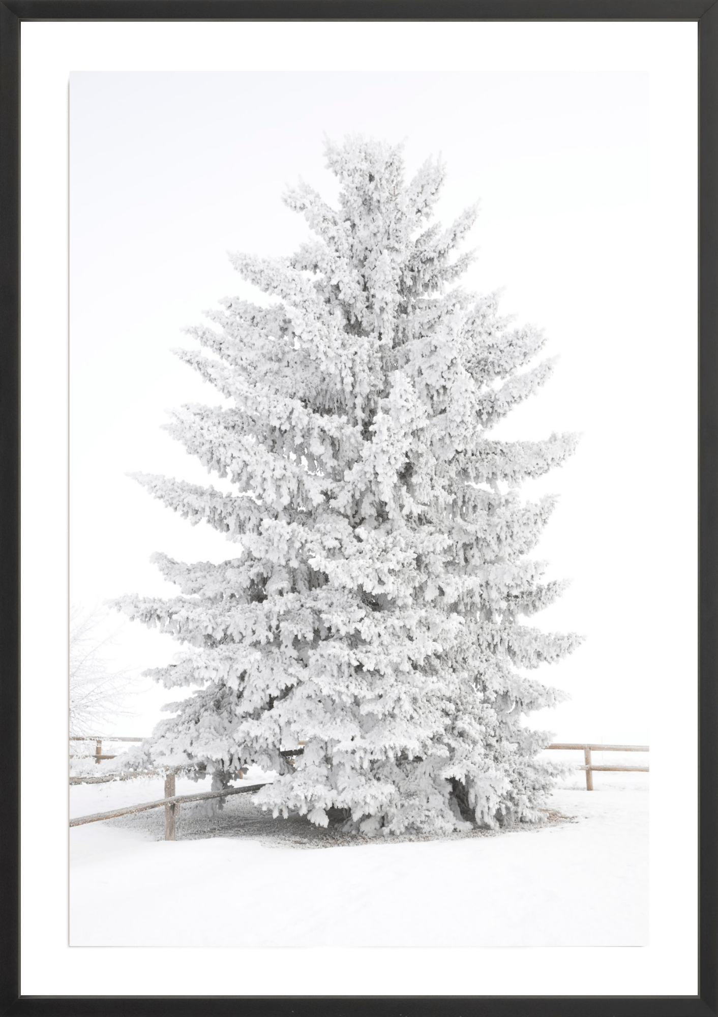 Frosty Blue Spruce 2, Jules Frazier Fine Art Photograph