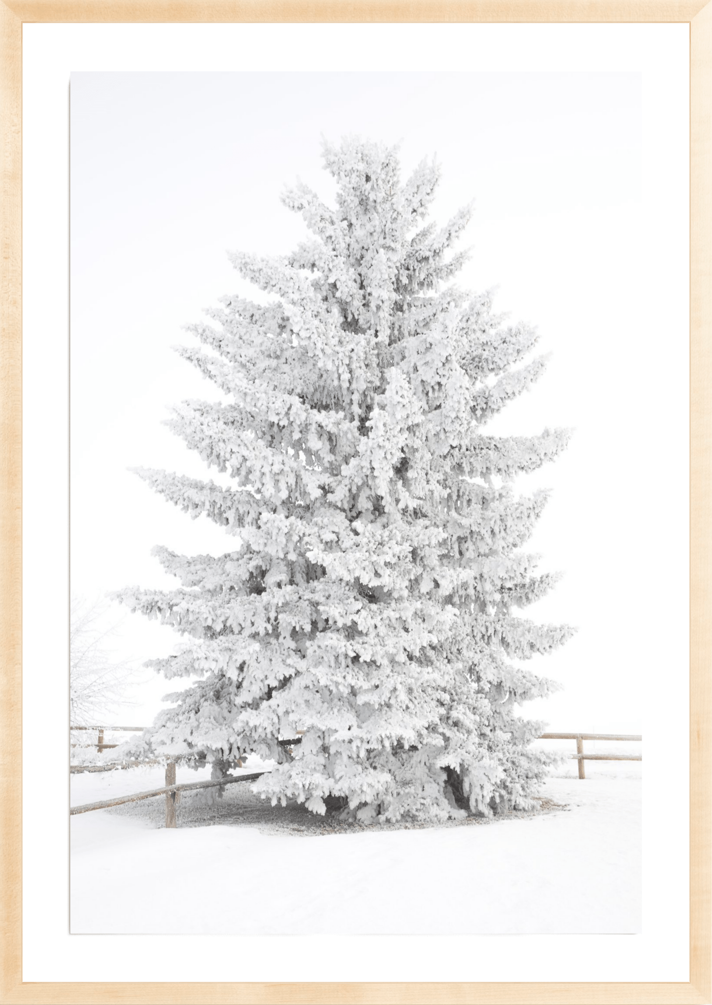 Frosty Blue Spruce 2, Jules Frazier Fine Art Photograph
