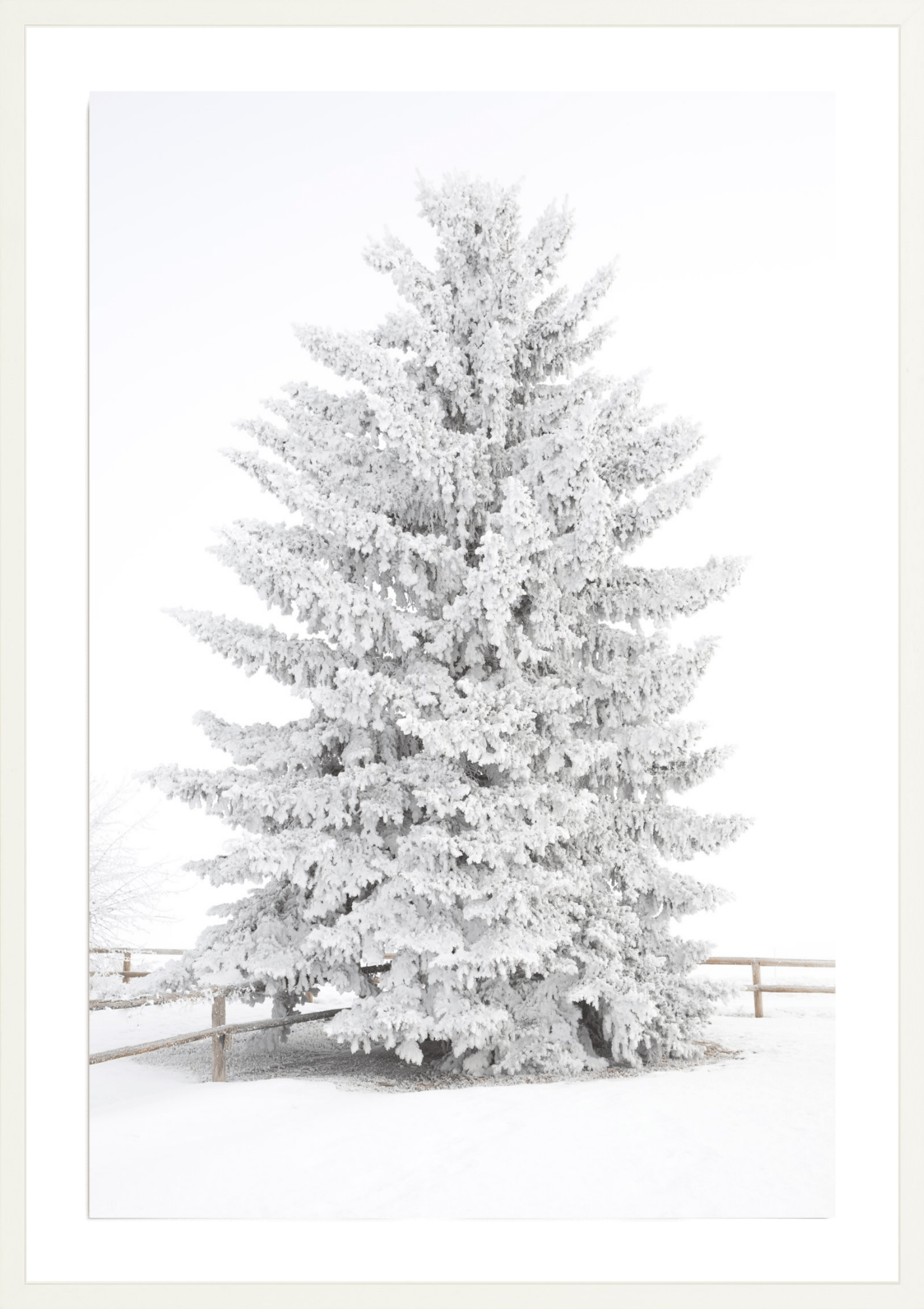 Frosty Blue Spruce 2, Jules Frazier Fine Art Photograph