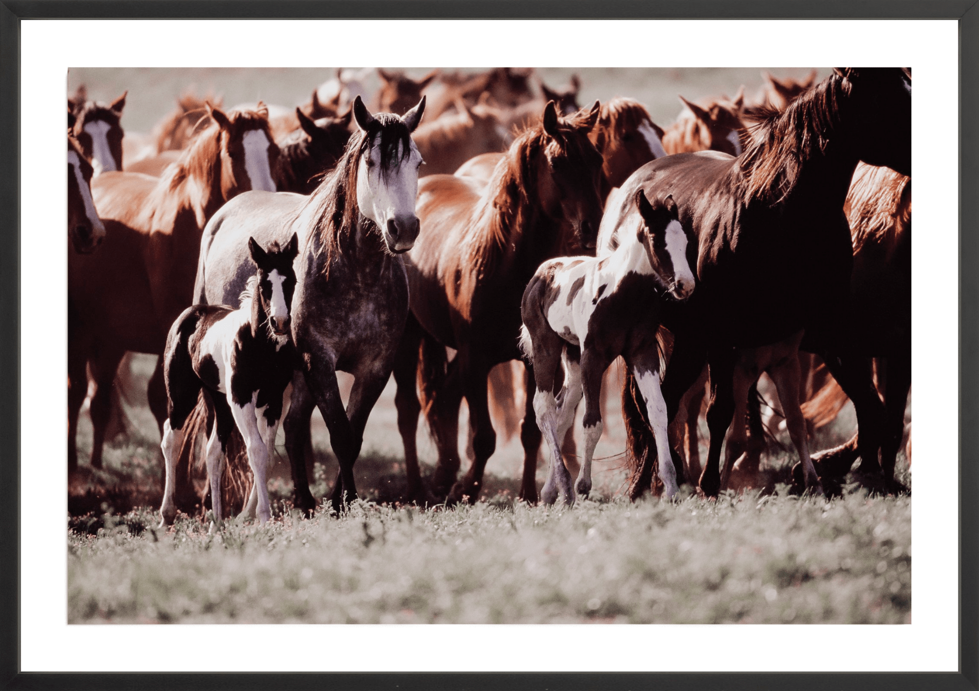 Horse Dreams, Jules Frazier Fine Art Photograph