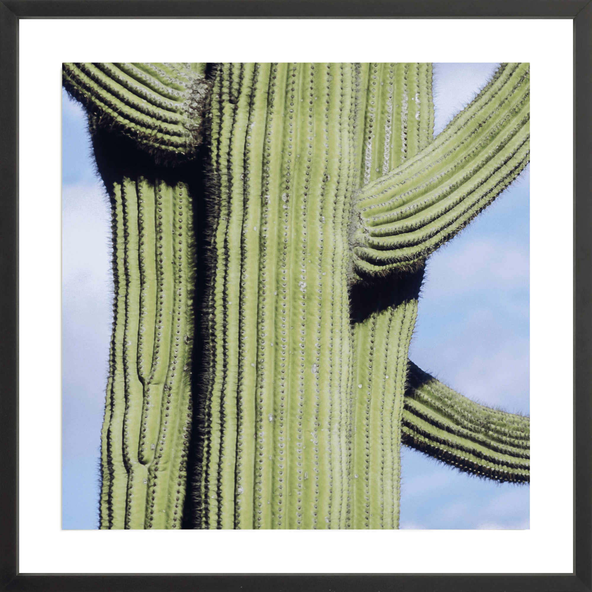 Iconic Saguaro, Jules Frazier Fine Art Photograph