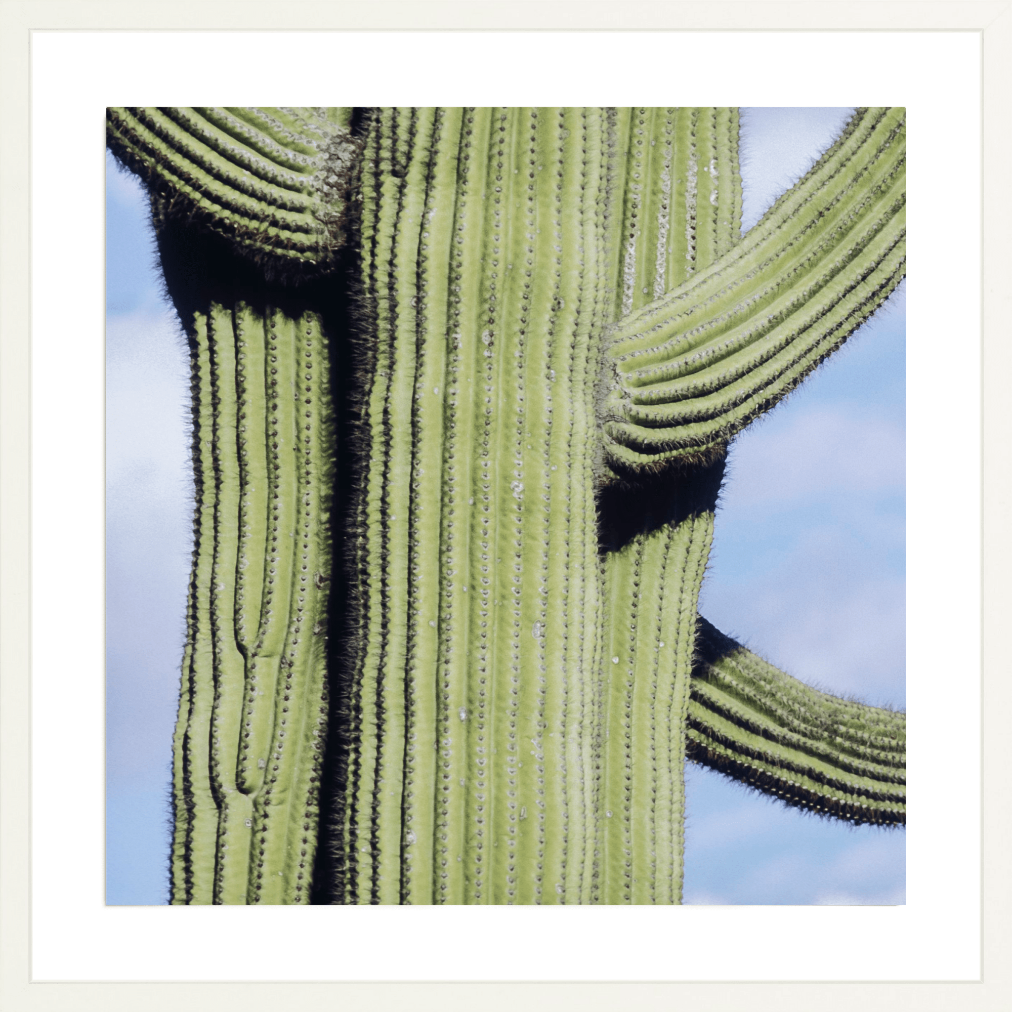 Iconic Saguaro, Jules Frazier Fine Art Photograph