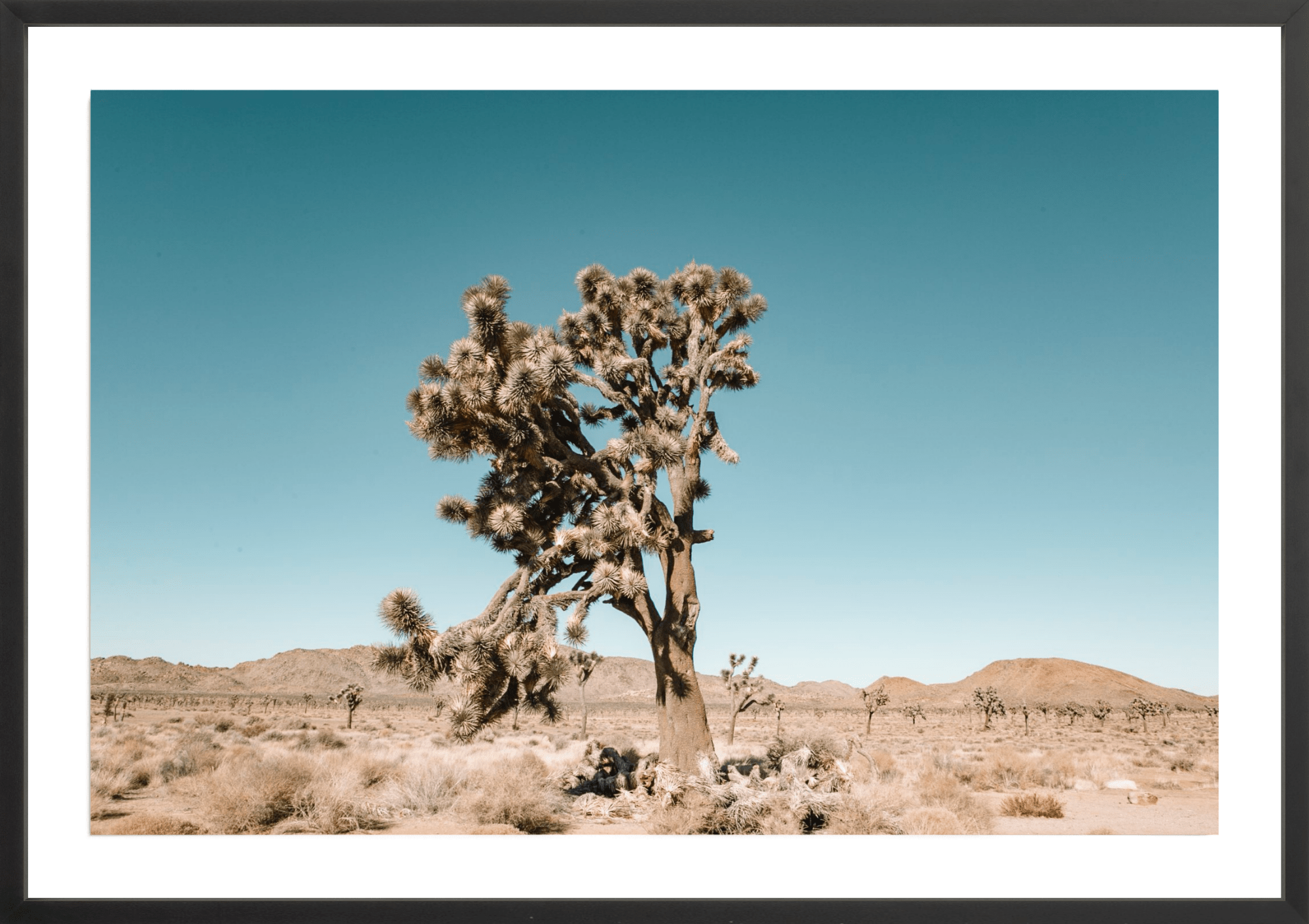 Joshua Tree, Jules Frazier Fine Art Photograph