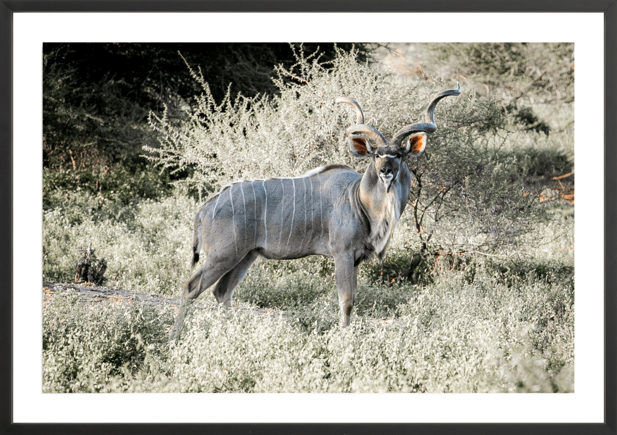 Kudu Antelope South Africa, Jules Frazier Fine Art Photograph