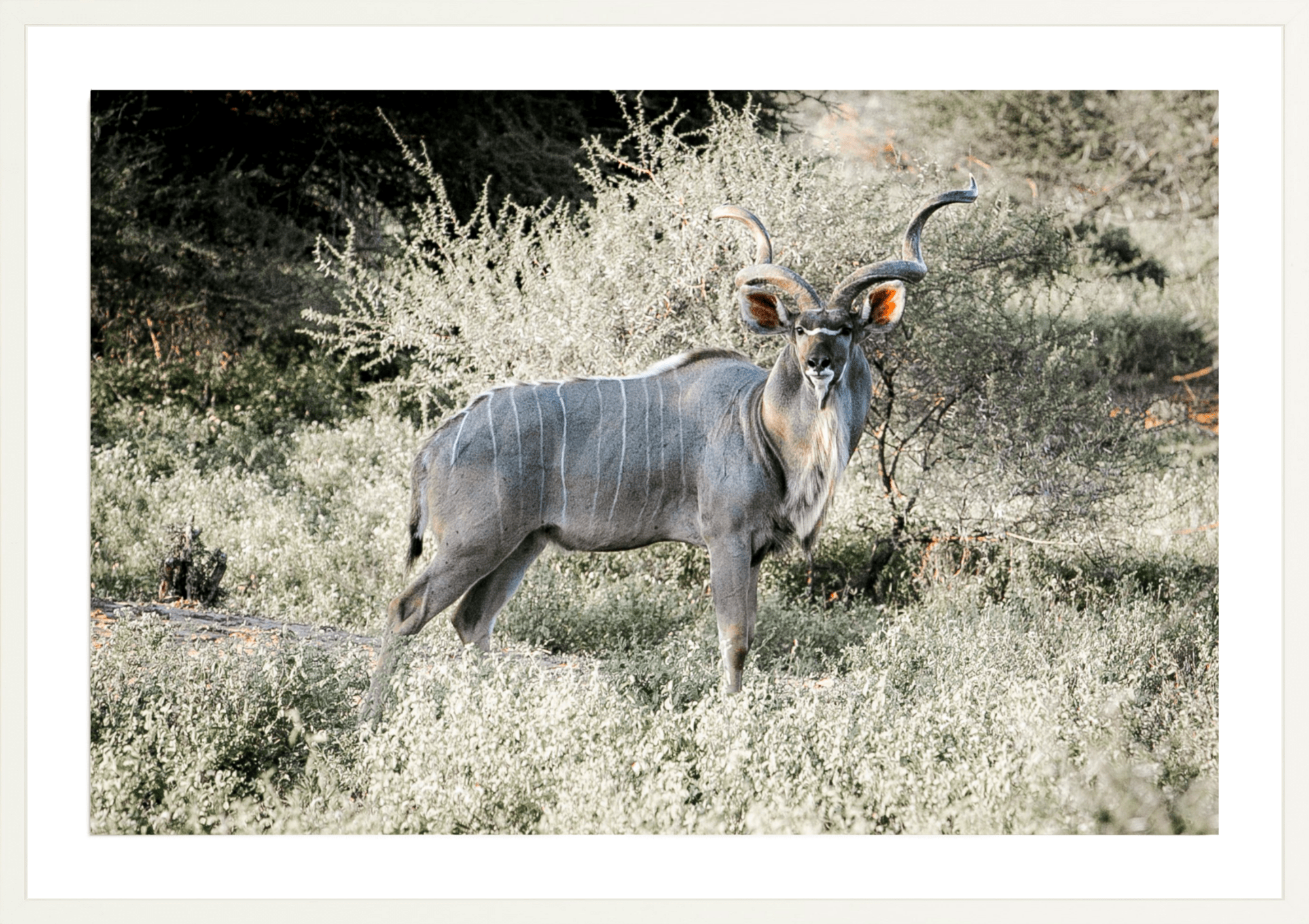 Kudu Antelope South Africa, Jules Frazier Fine Art Photograph