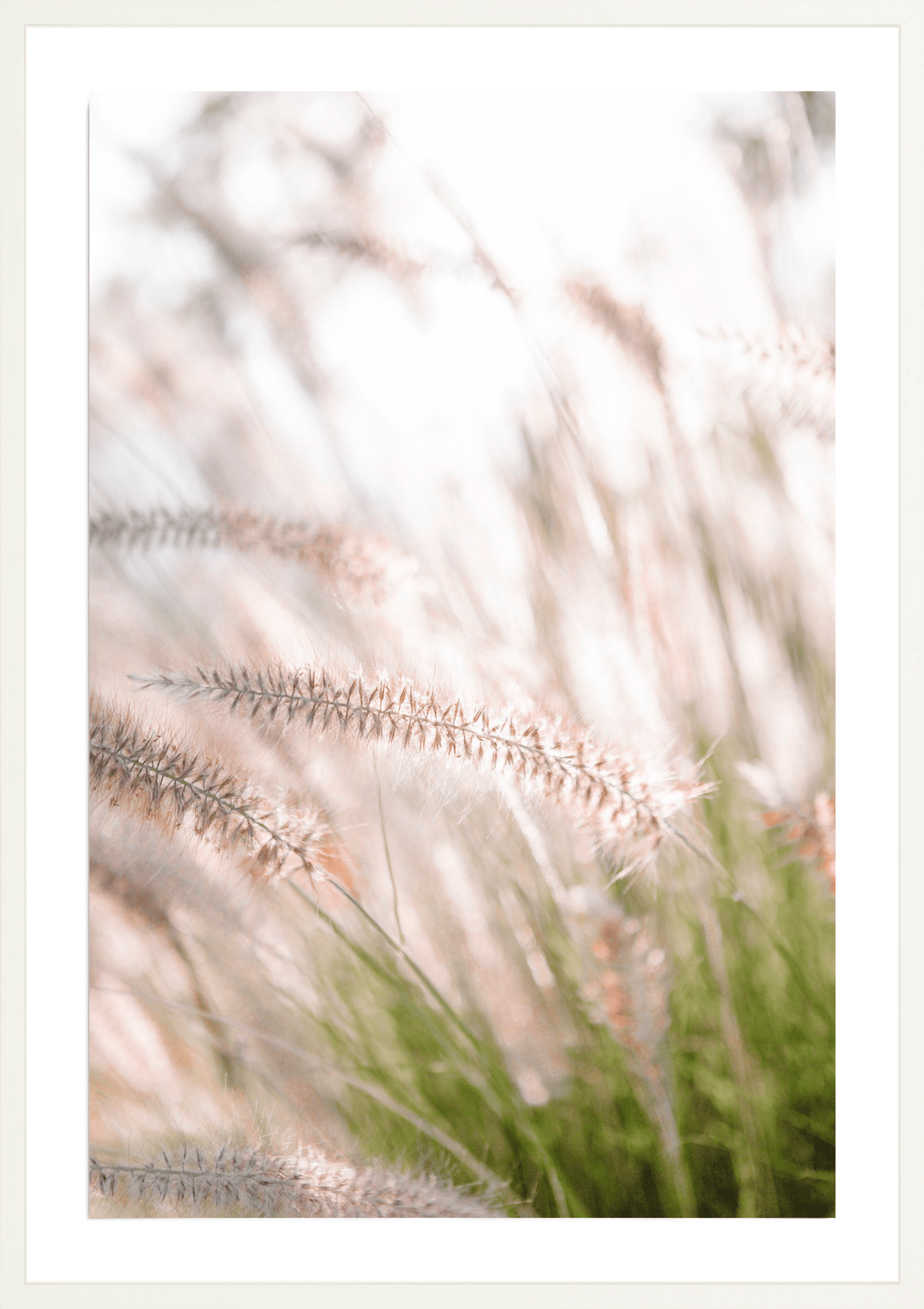 Lavender No.1, Jules Frazier Fine Art Photograph