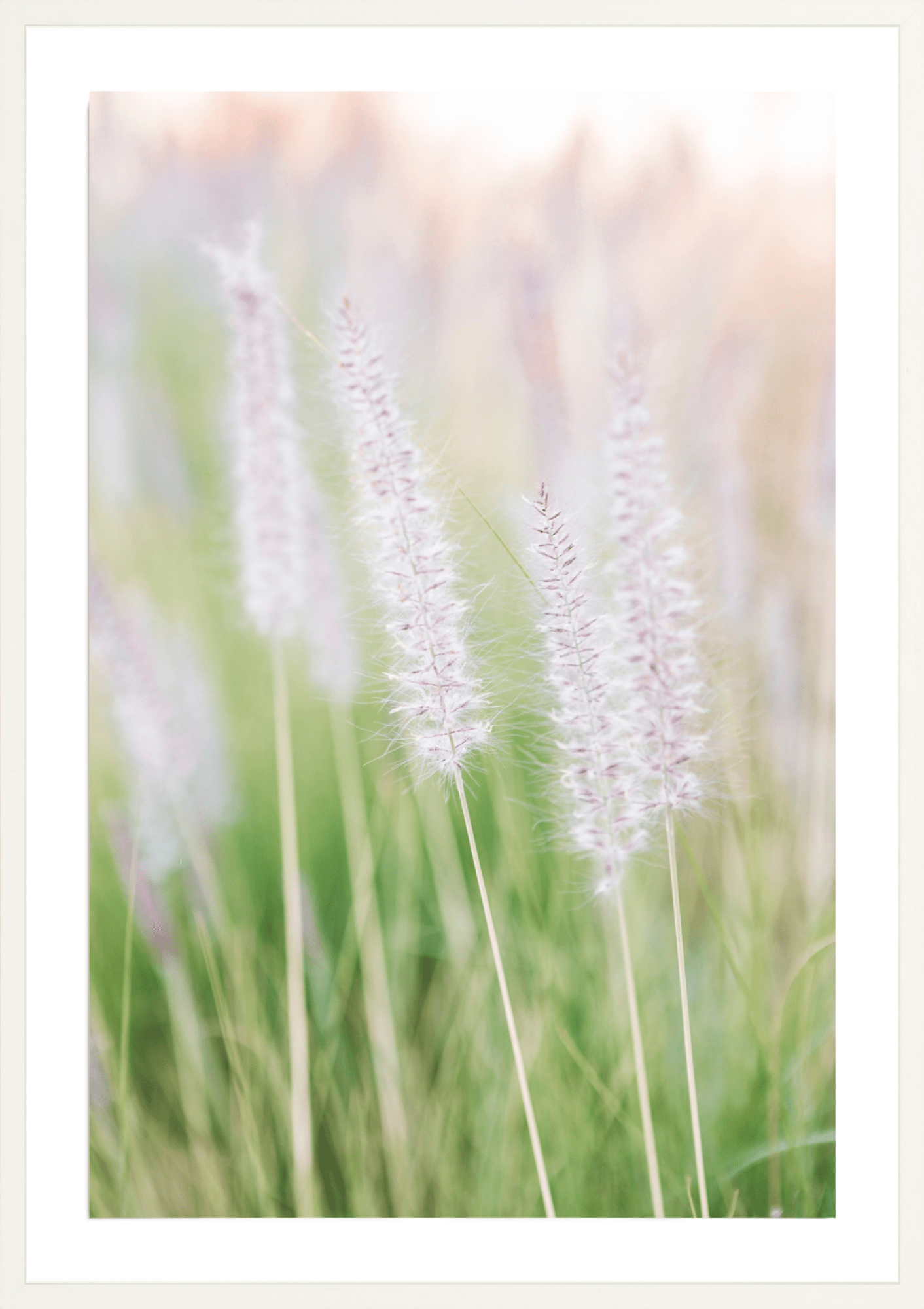 Lavender No.2, Jules Frazier Fine Art Photograph