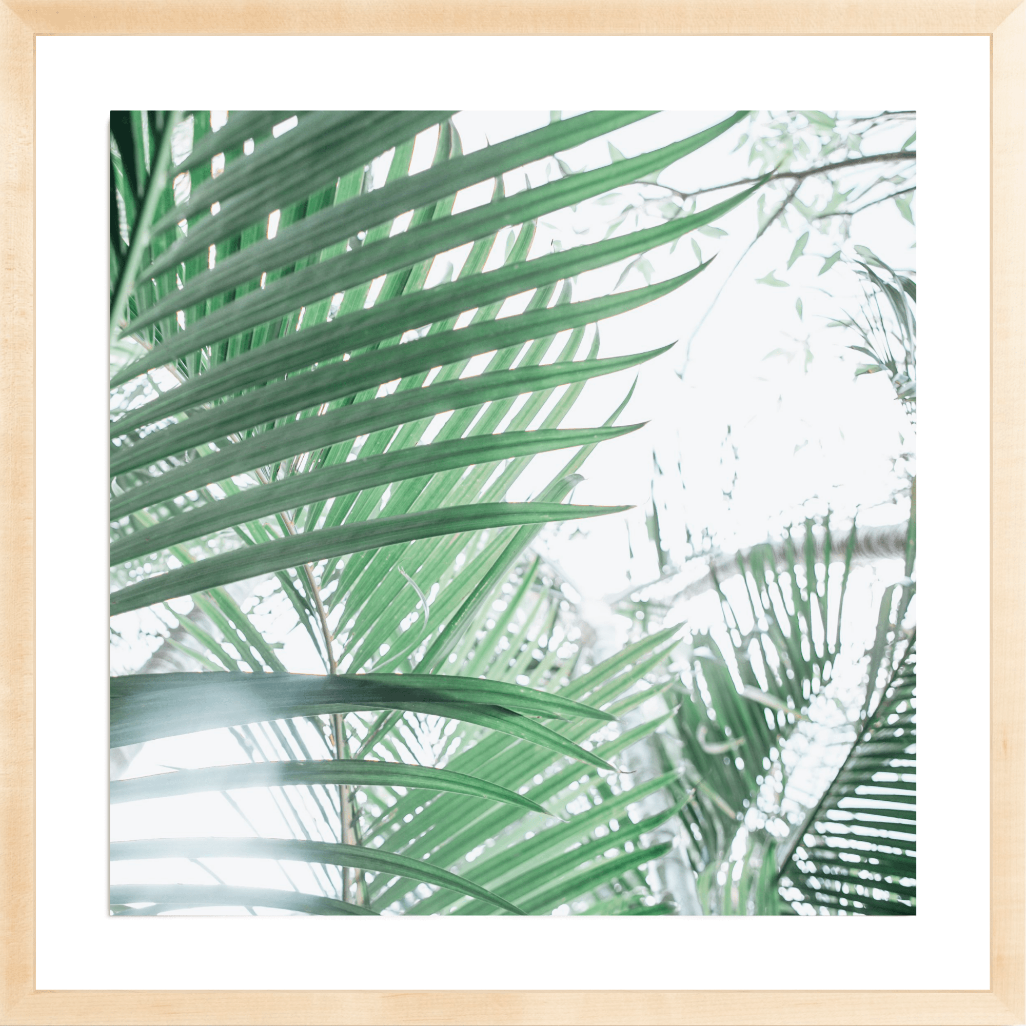 Paia Palms 4, Jules Frazier Fine Art Photograph